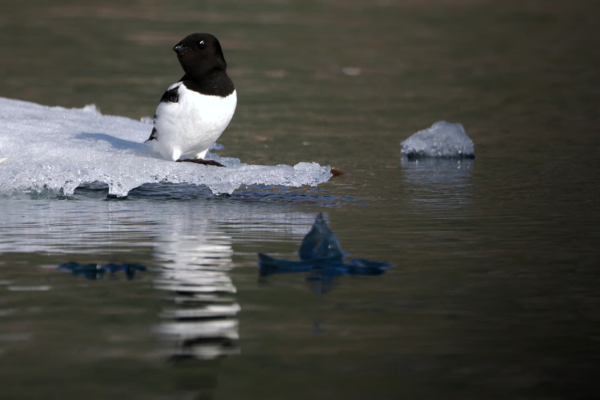 Kleine Alk (Alle alle) - Little Auk (Alle alle) at Qagssissalik, Greenland 18 July 2023 311710905