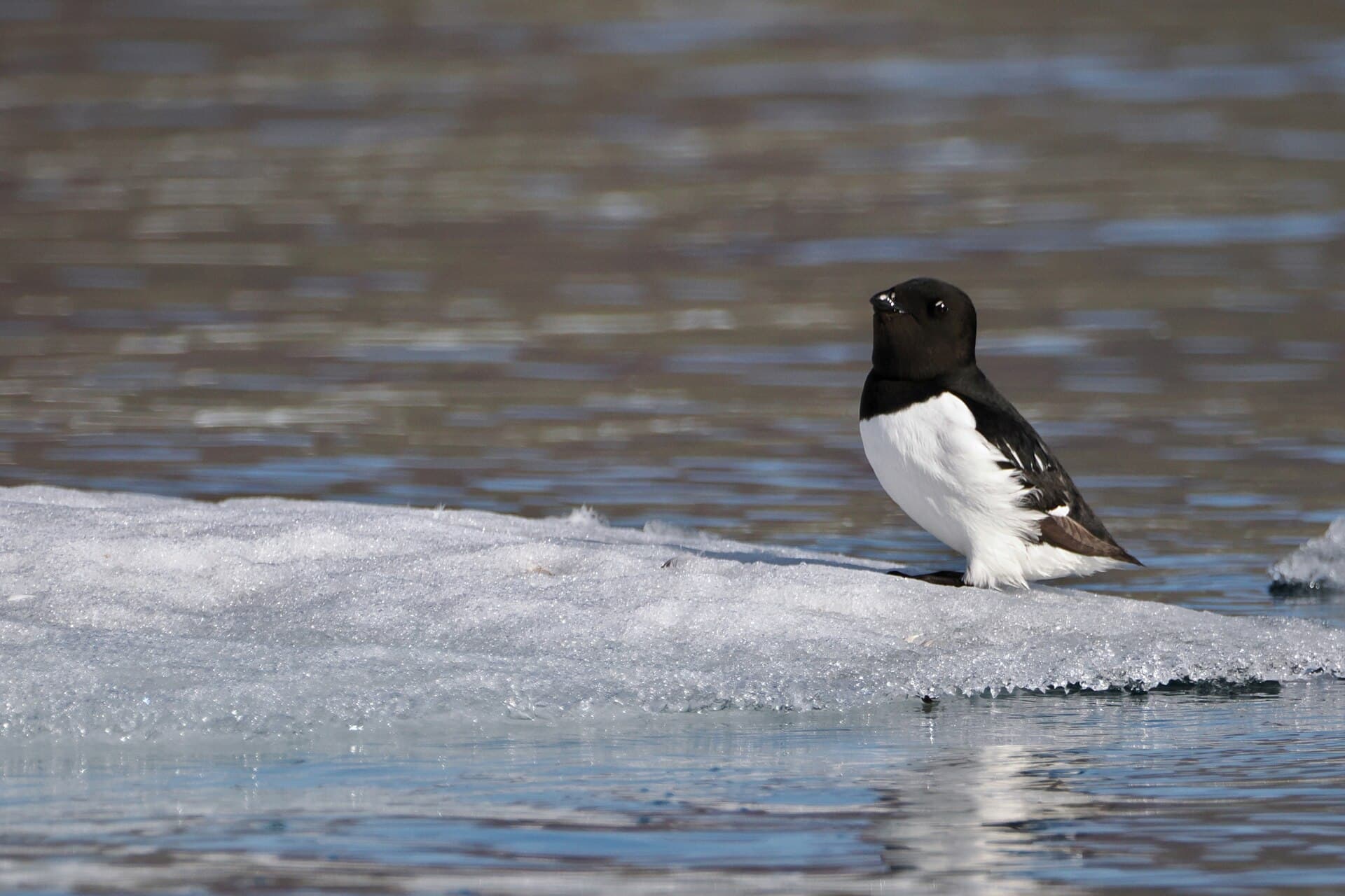 Kleine Alk (Alle alle) - Little Auk (Alle alle) at Qagssissalik, Greenland 18 July 2023 311711036