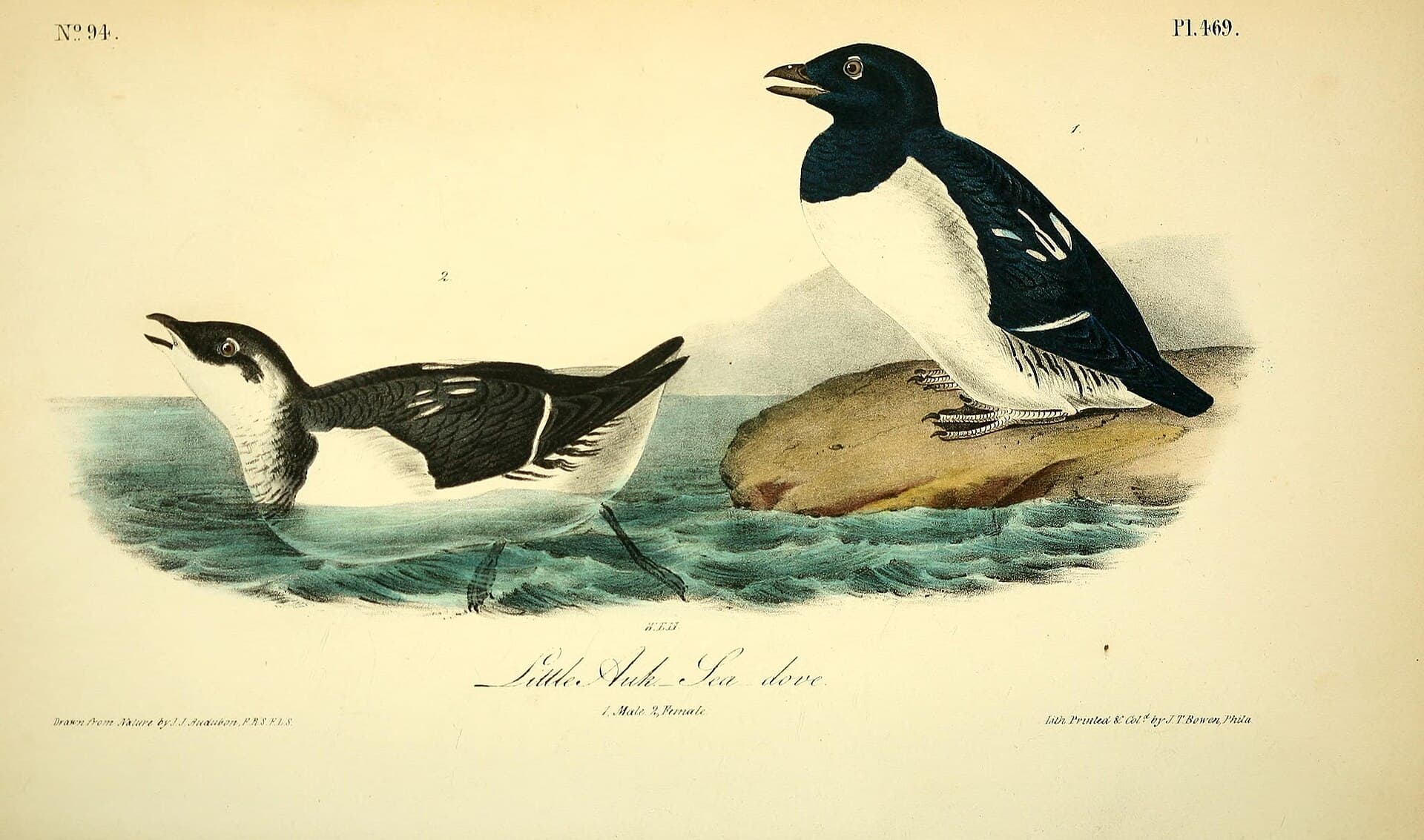 Kleine Alk (Alle alle) - The birds of America (Pl. 469) (8595326058)