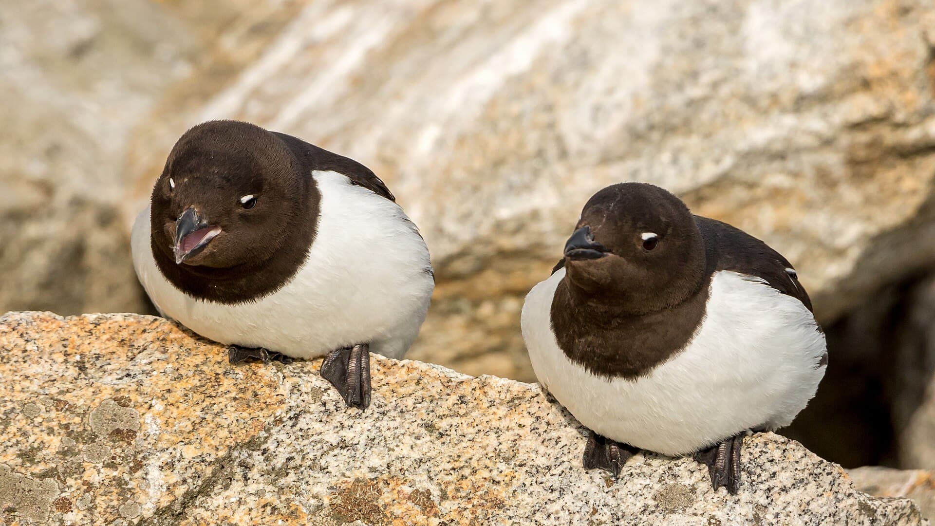 Kleine Alk (Alle alle) - Little auks (Alle alle) on Fuglesangen, Svalbard (2)