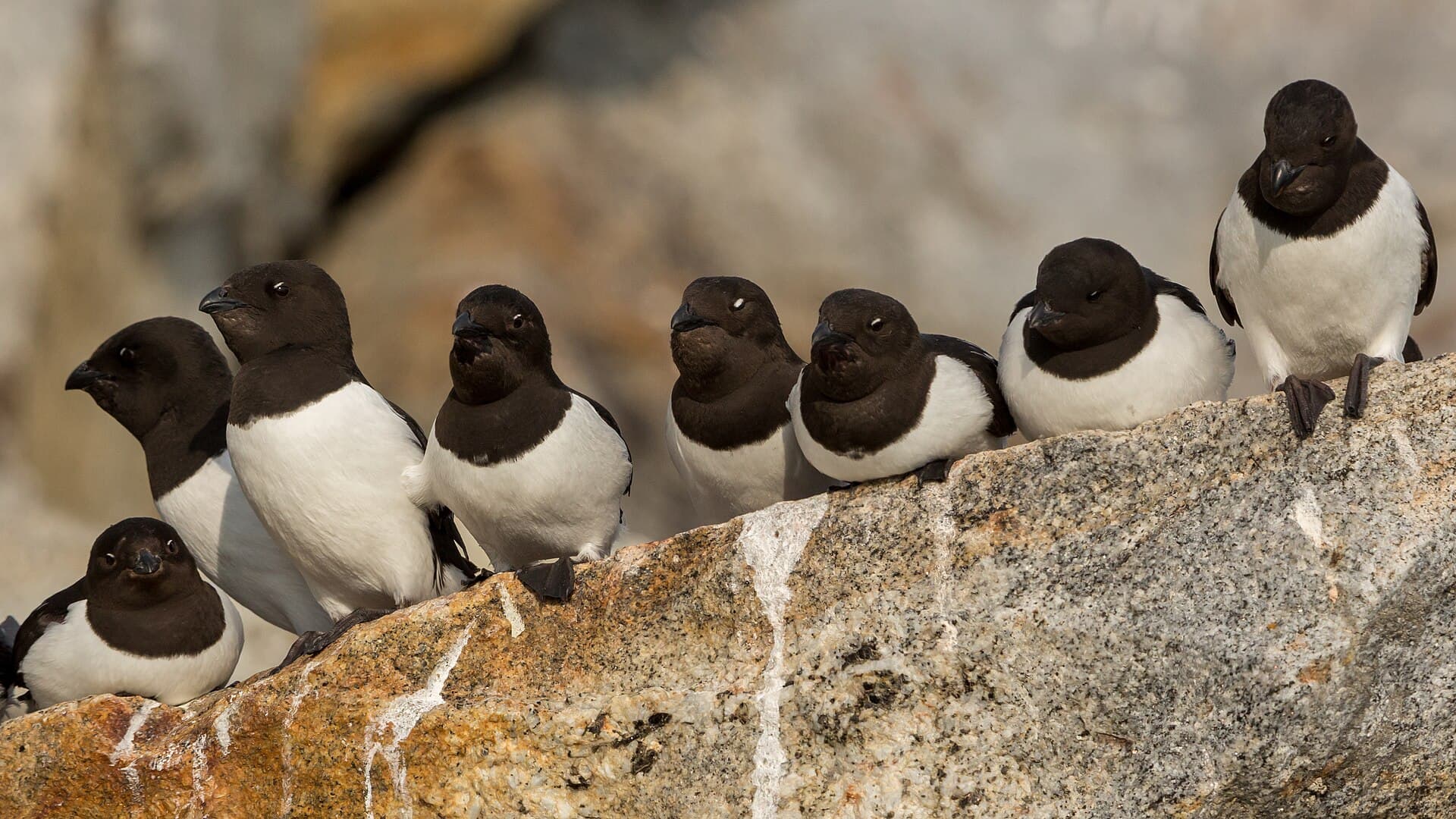 Kleine Alk (Alle alle) - Little Auks (Alle alle), Fuglesangen, Svalbard
