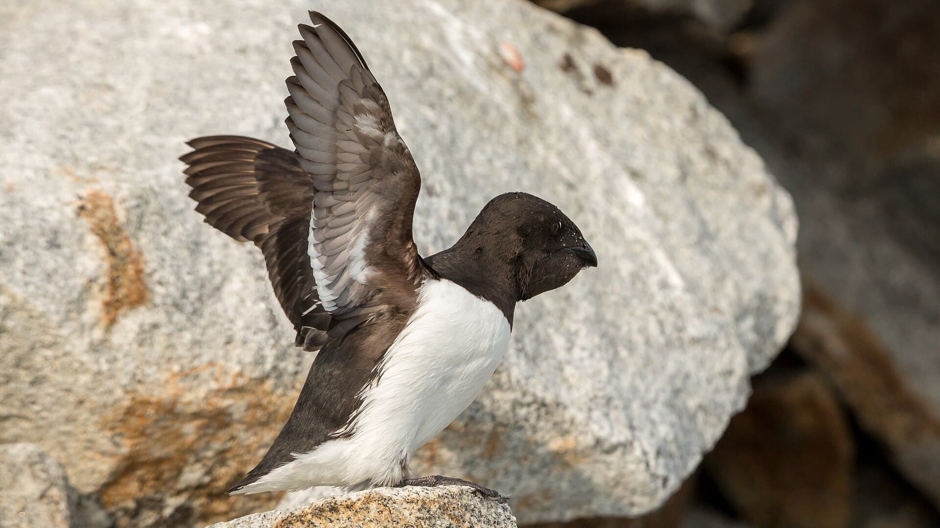 Kleine Alk (Alle alle) - Little Auk (Alle alle), Fuglesangen, Svalbard
