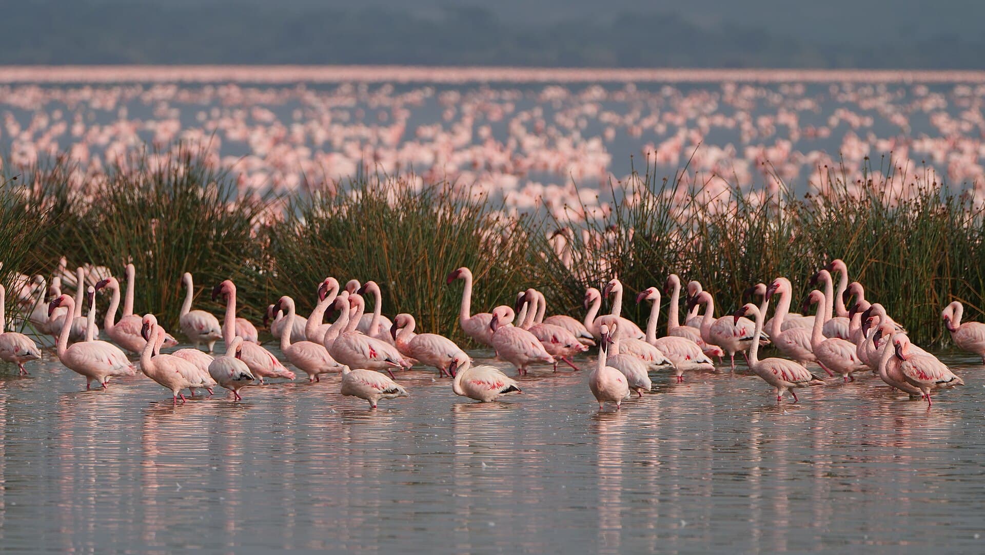 kleine flamingo (Phoeniconaias minor) - Flock of flamingos in Kenya