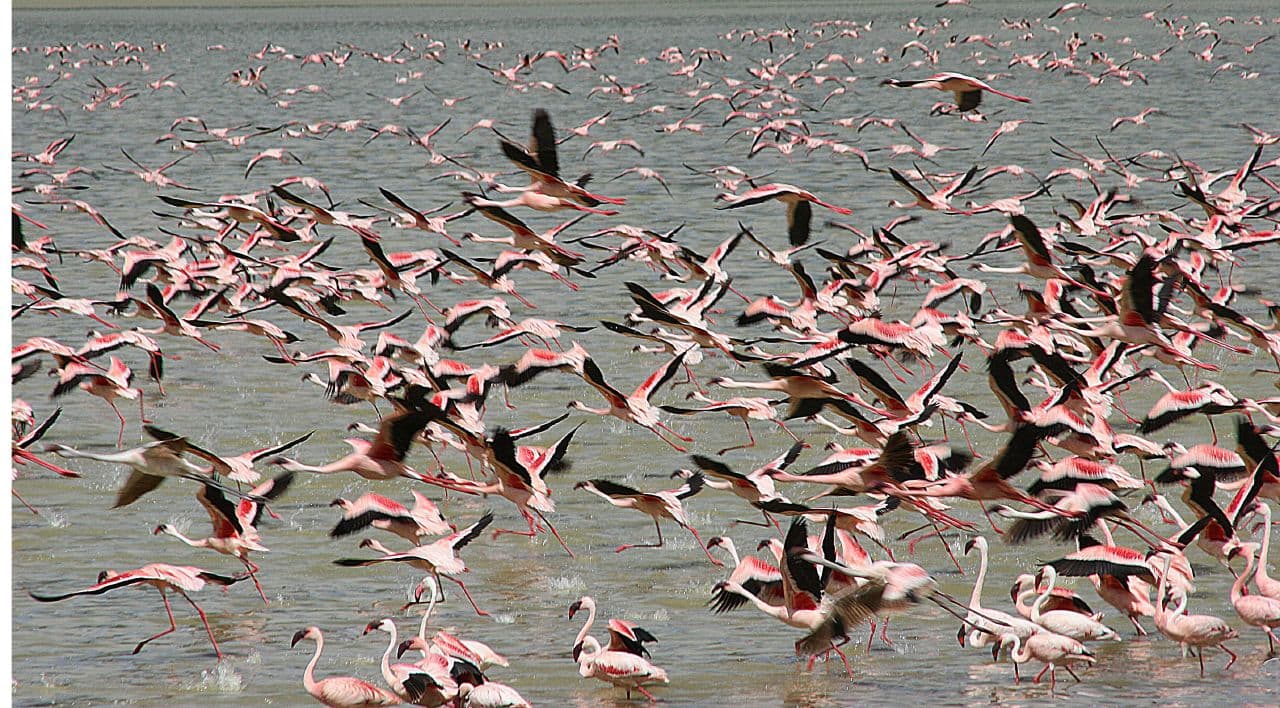 kleine flamingo (Phoeniconaias minor) - Tanzania 2007-08-19 (1843462739)