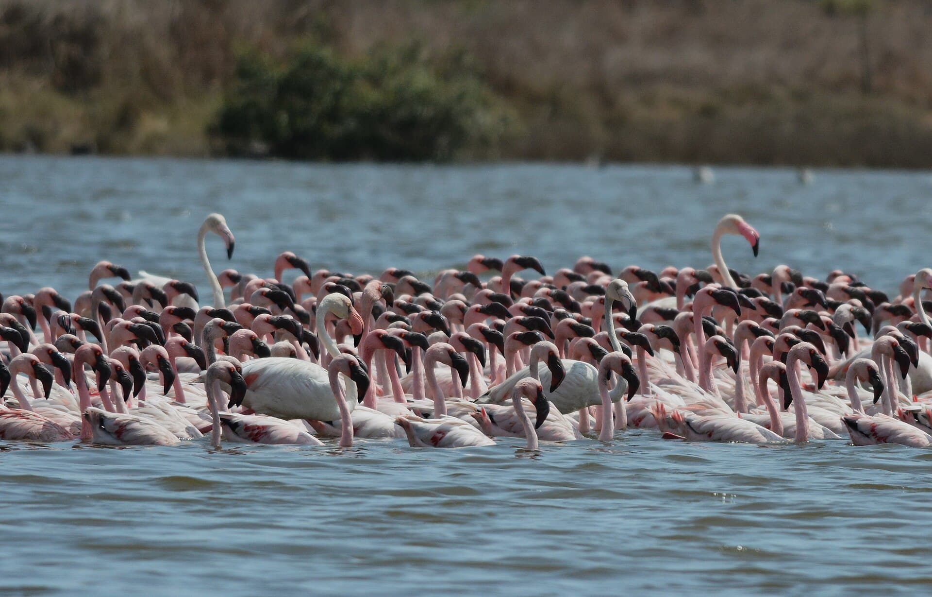 kleine flamingo (Phoeniconaias minor) - Lesser Flamingos Mumbai by Raju Kasambe 01