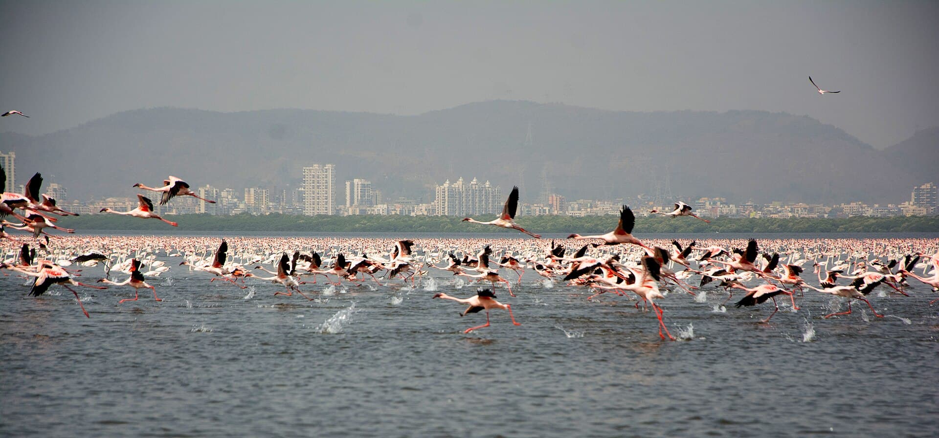 kleine flamingo (Phoeniconaias minor) - Lesser Flamingos Phoeniconaias minor congregation Thane Creek by Raju Kasambe 01