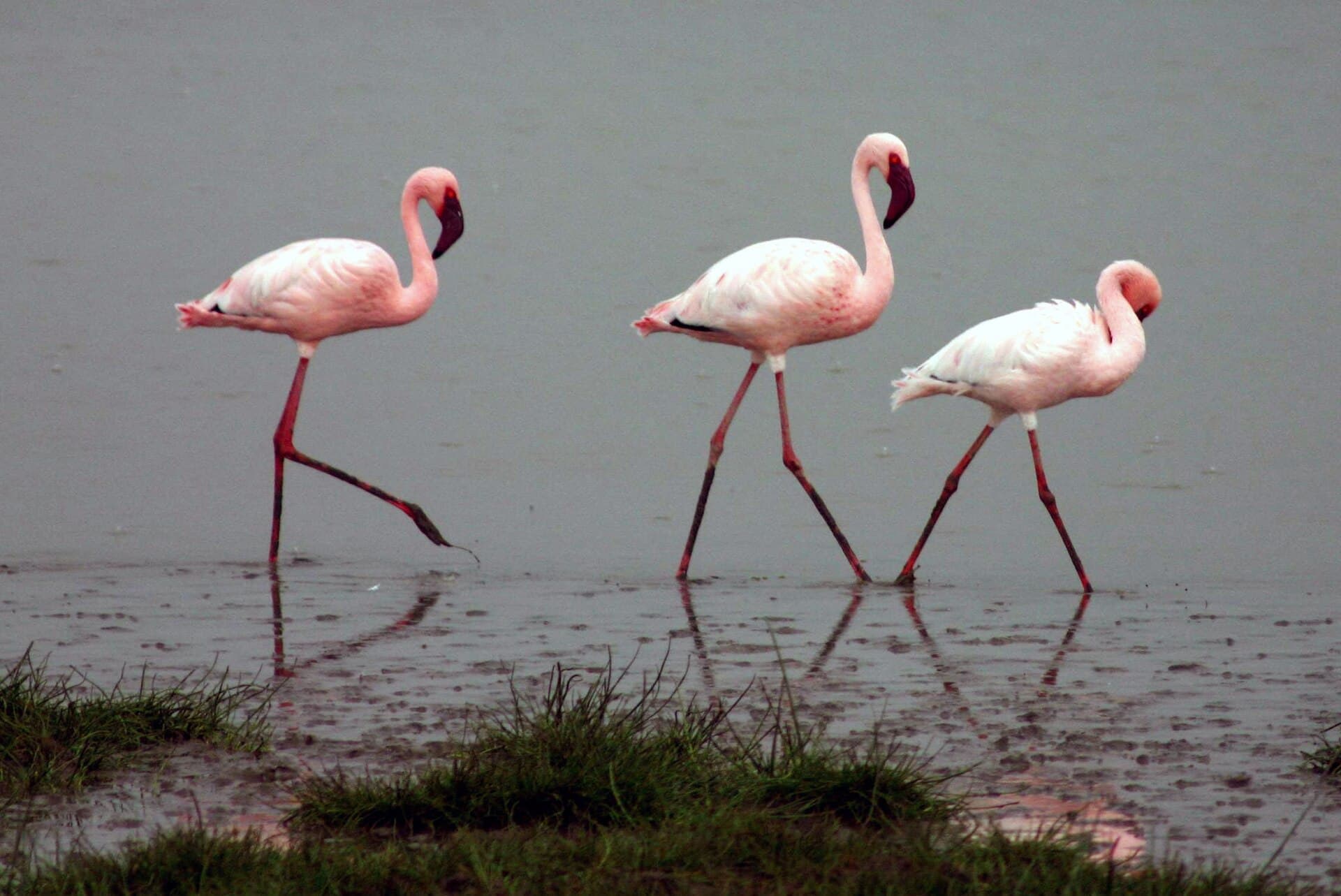 kleine flamingo (Phoeniconaias minor) - Lesser-flamingos
