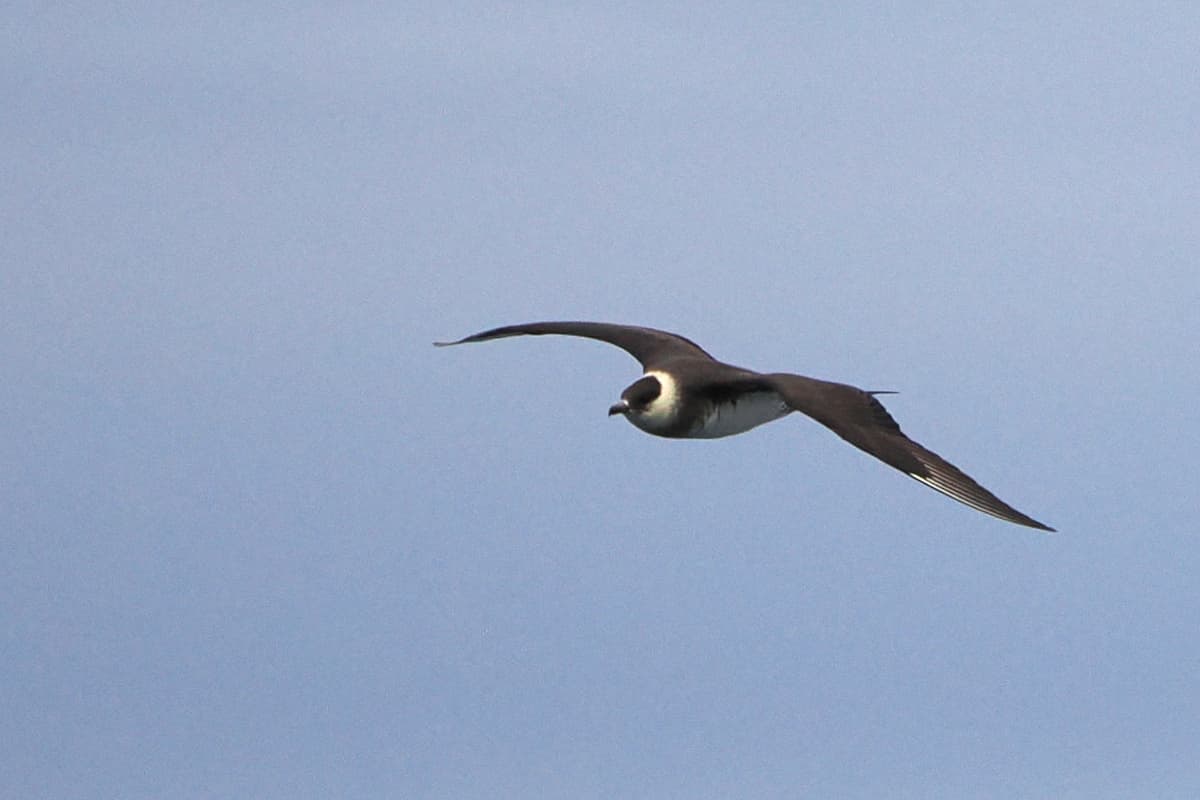 Kleine Jager (Stercorarius parasiticus) - Parasitic Jaeger imported from iNaturalist photo 314086724 on 1 January 2024