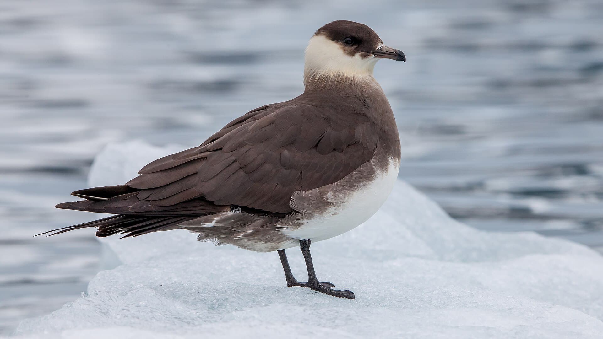 Kleine Jager (Stercorarius parasiticus) - Arctic skua (Stercorarius parasiticus) on an ice floe, Svalbard
