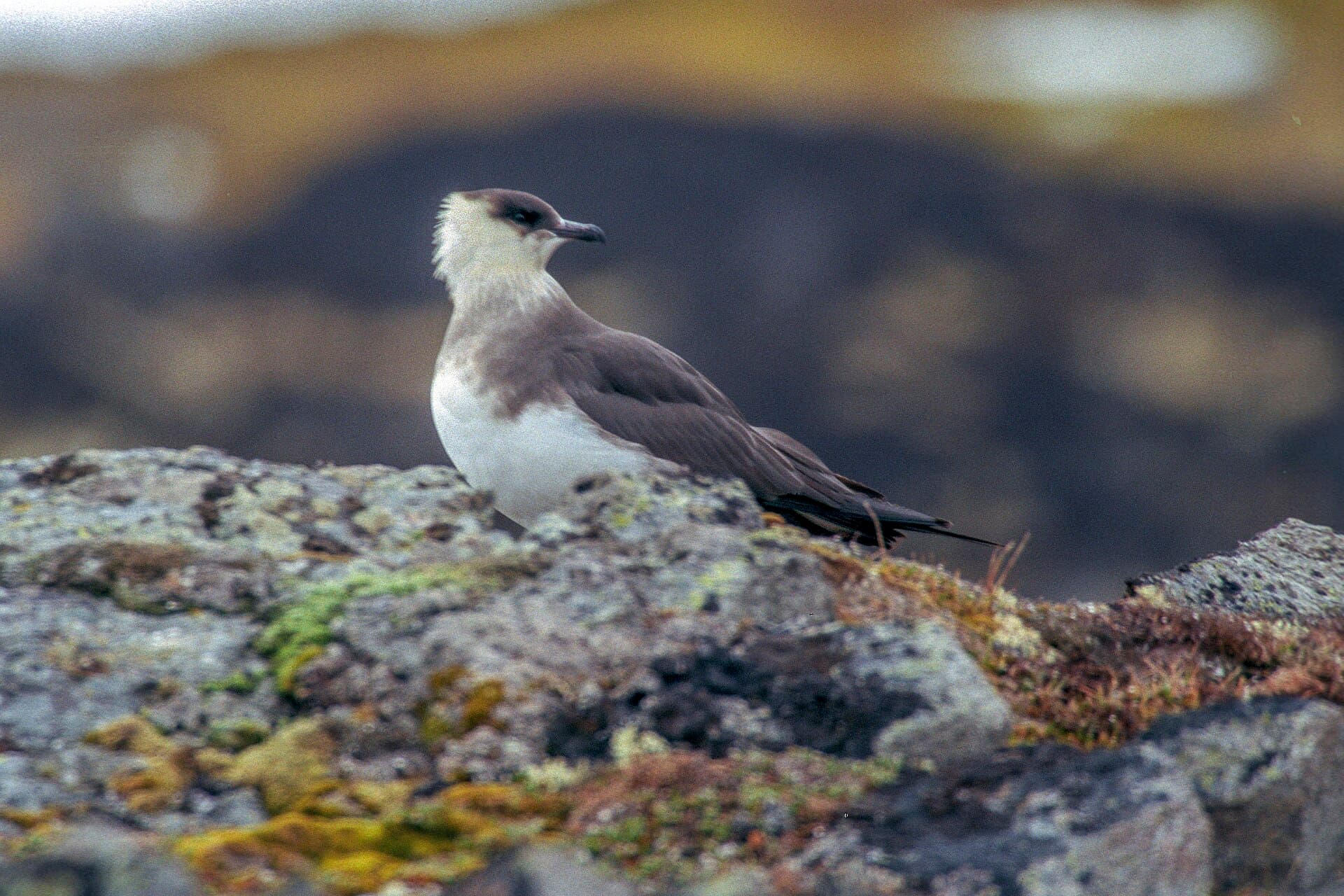 Kleine Jager (Stercorarius parasiticus) - Arctic Skua (js) 27