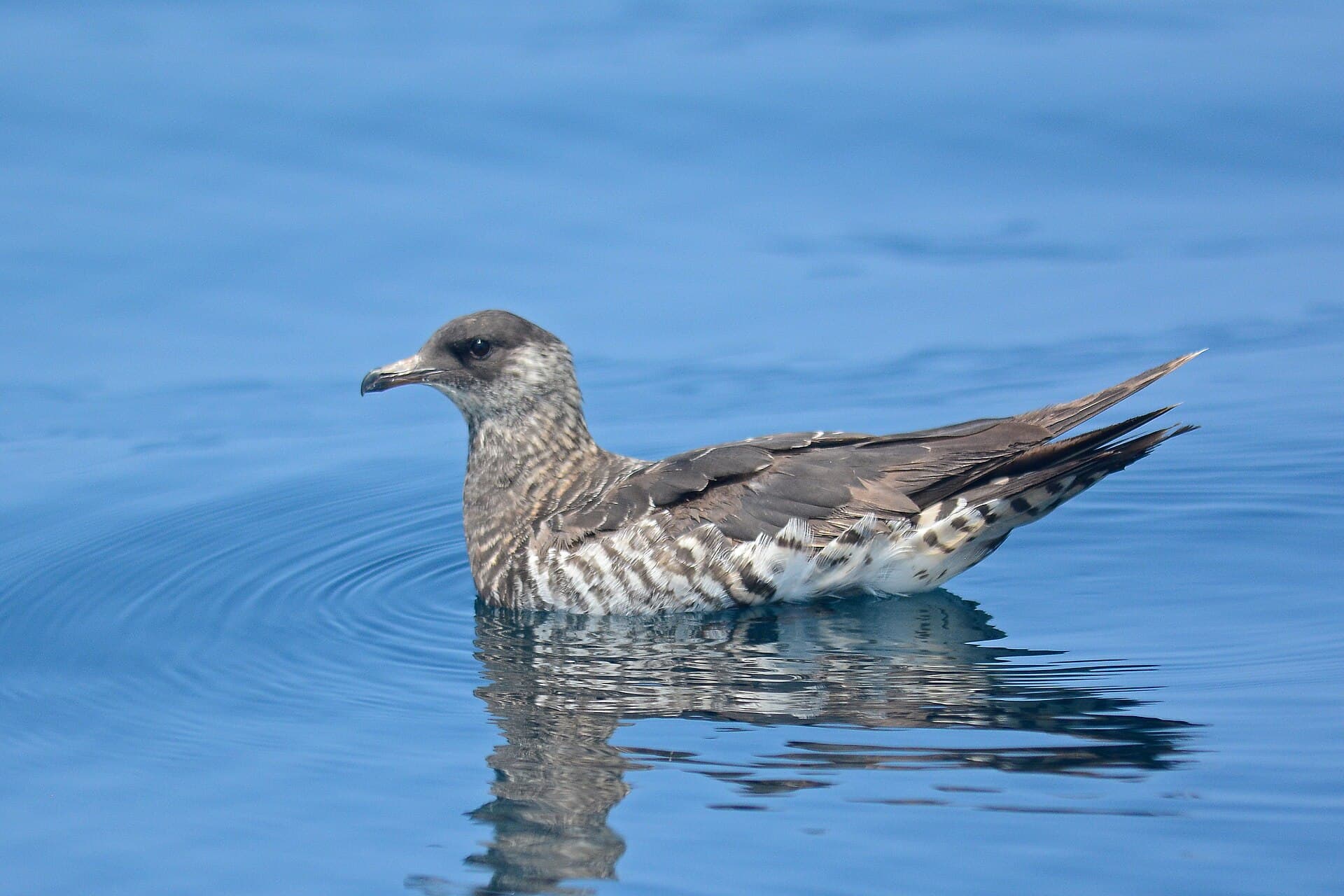 Kleine Jager (Stercorarius parasiticus) - Arctic Skua 2