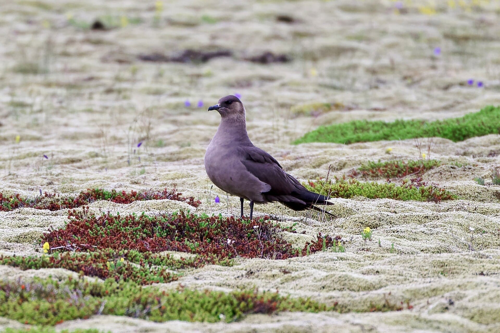 Kleine Jager (Stercorarius parasiticus) - Stercorarius parasiticus, Hornafjörður municipality, Iceland, 20240719 0909 2080