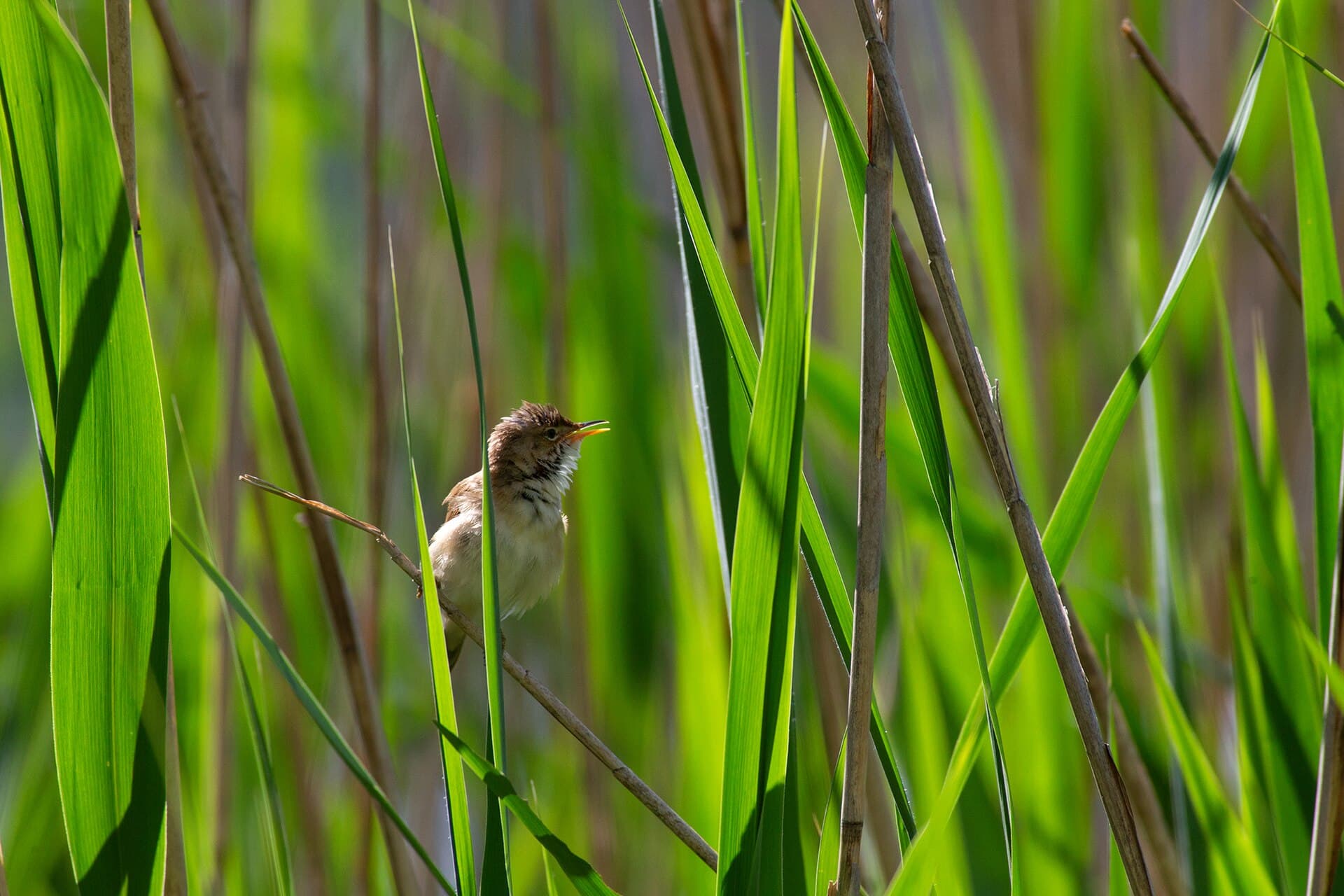 Kleine Karekiet (Acrocephalus scirpaceus) - 2021-05 Caldonazzo (243)