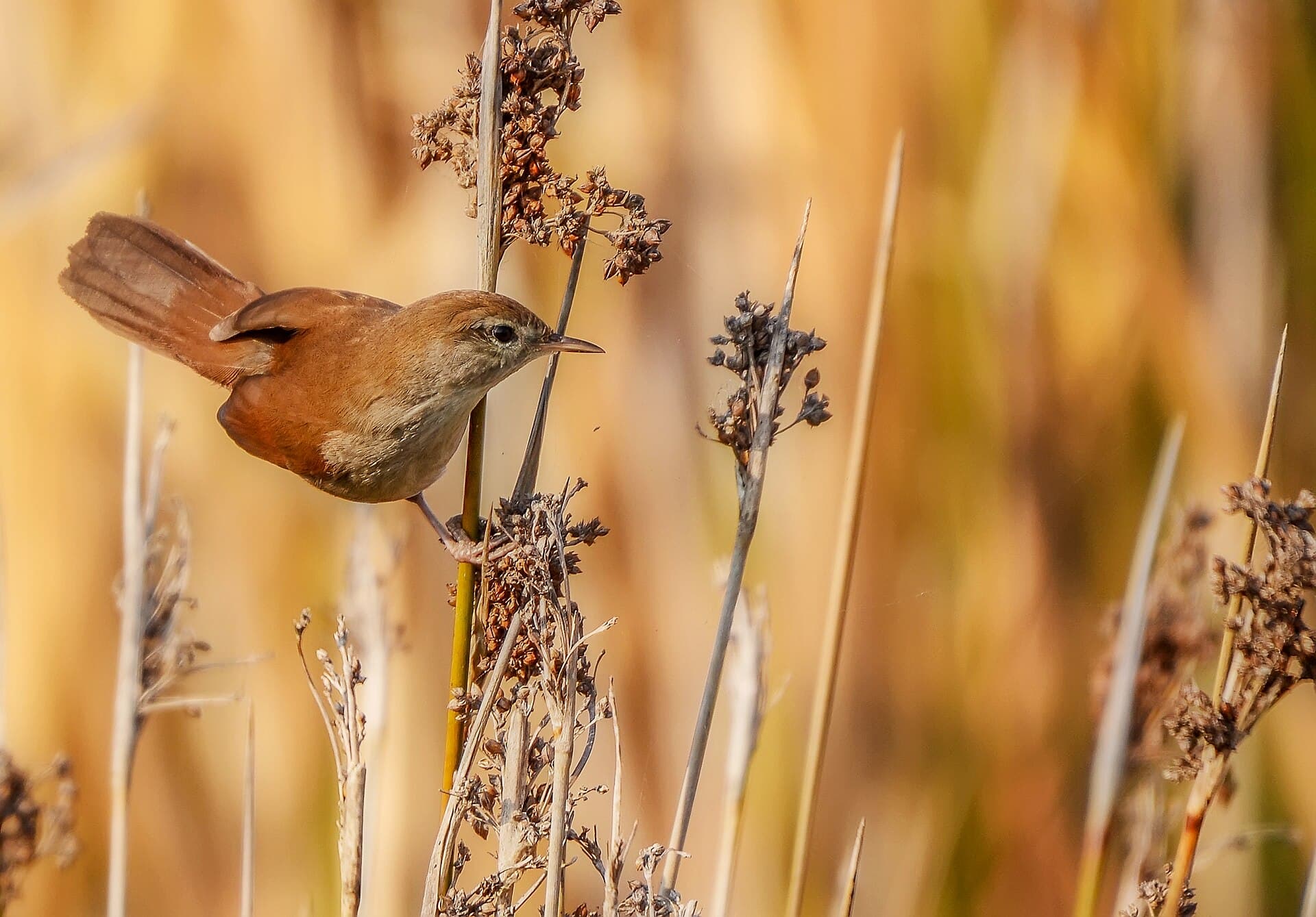 Kleine Karekiet (Acrocephalus scirpaceus) - Acrocephalus scirpaceus2