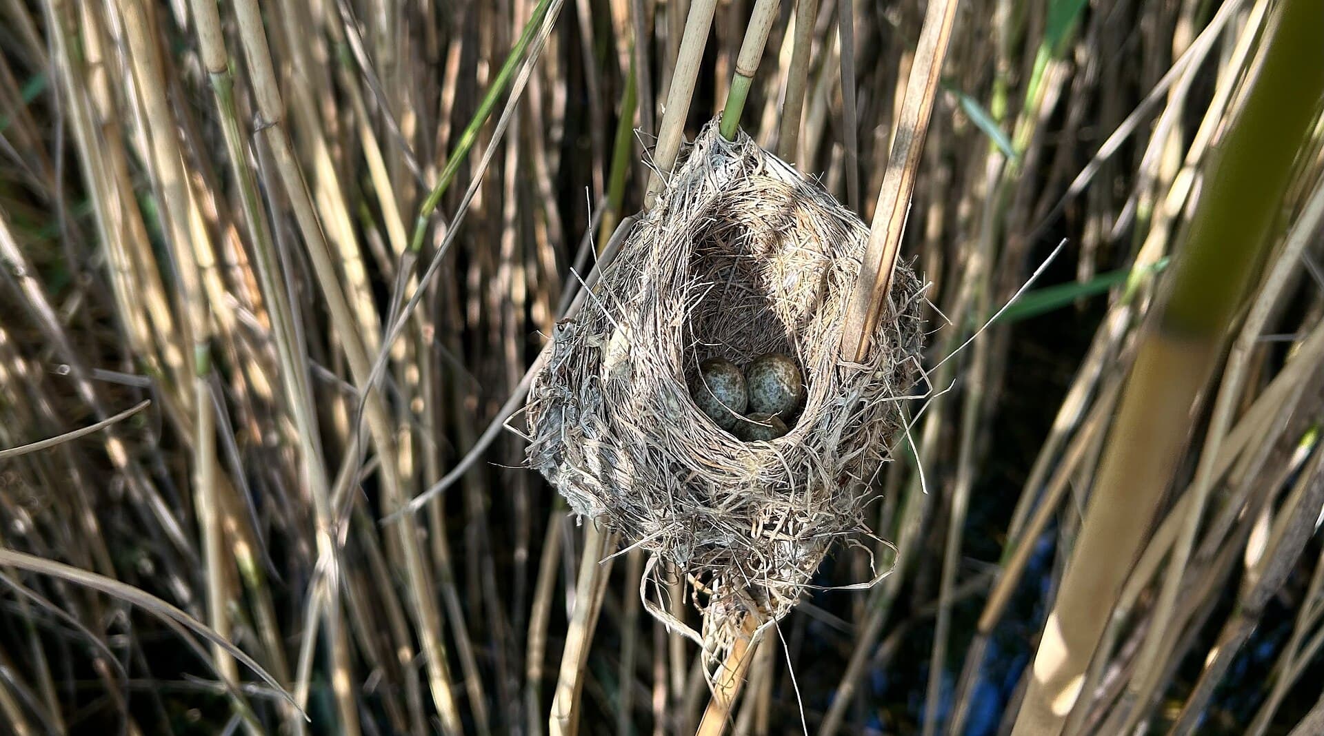 Kleine Karekiet (Acrocephalus scirpaceus) - Een nest van de kleine karekiet (Acrocephalus scirpaceus) in vegetatie van de riet-associatie (Typho-Phragmitetum)