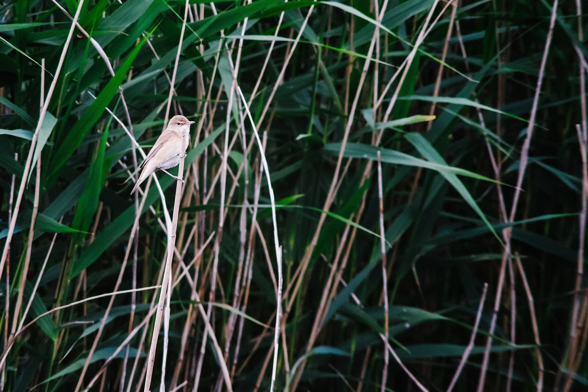 Kleine Karekiet (Acrocephalus scirpaceus) - Common Reed Warbler, RSPB Saltholme, Hartlepool, UK
