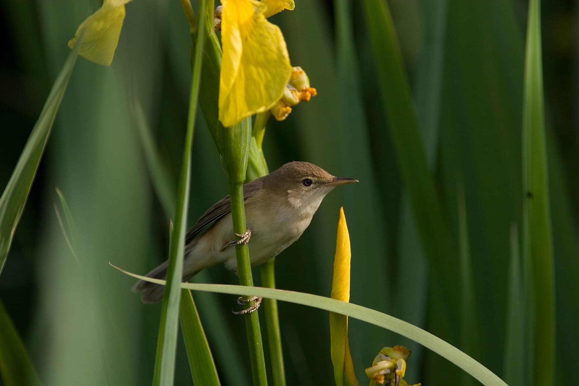 Kleine Karekiet (Acrocephalus scirpaceus) - Cannaiola nel canneto