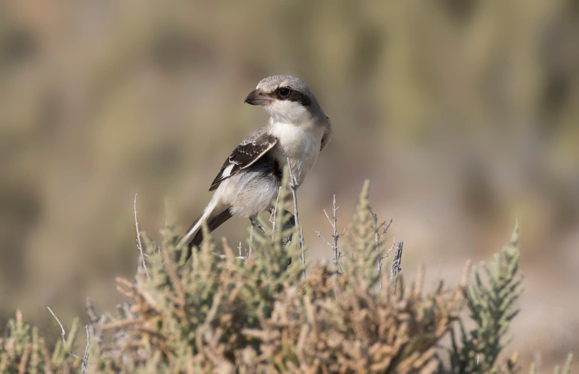 Kleine Klapekster (Lanius minor) - Lanius minor - Lesser Grey Shrike 08