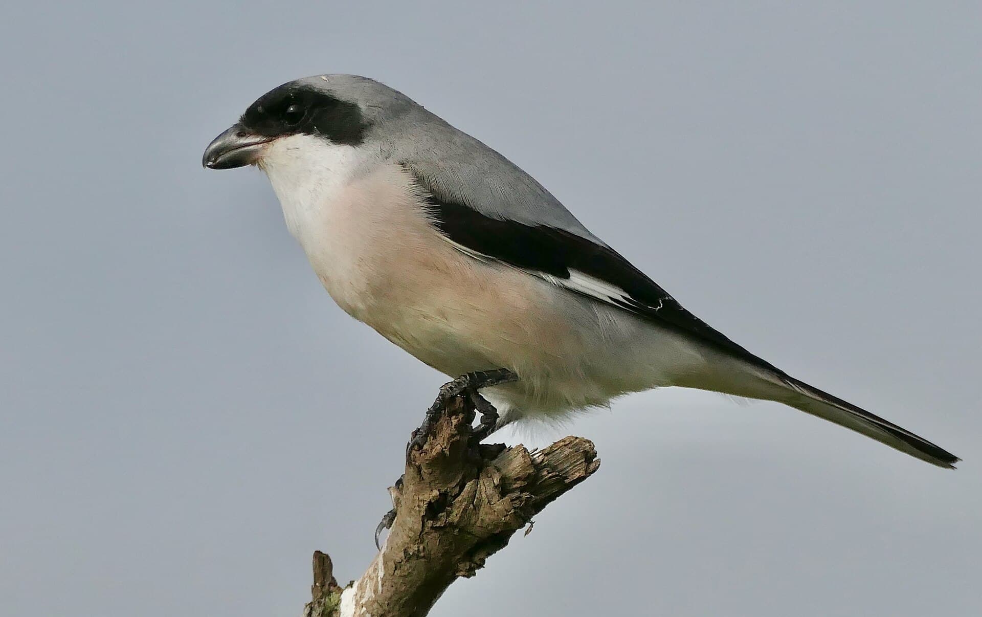Kleine Klapekster (Lanius minor) - Lesser Grey Shrike (Lanius minor) 02