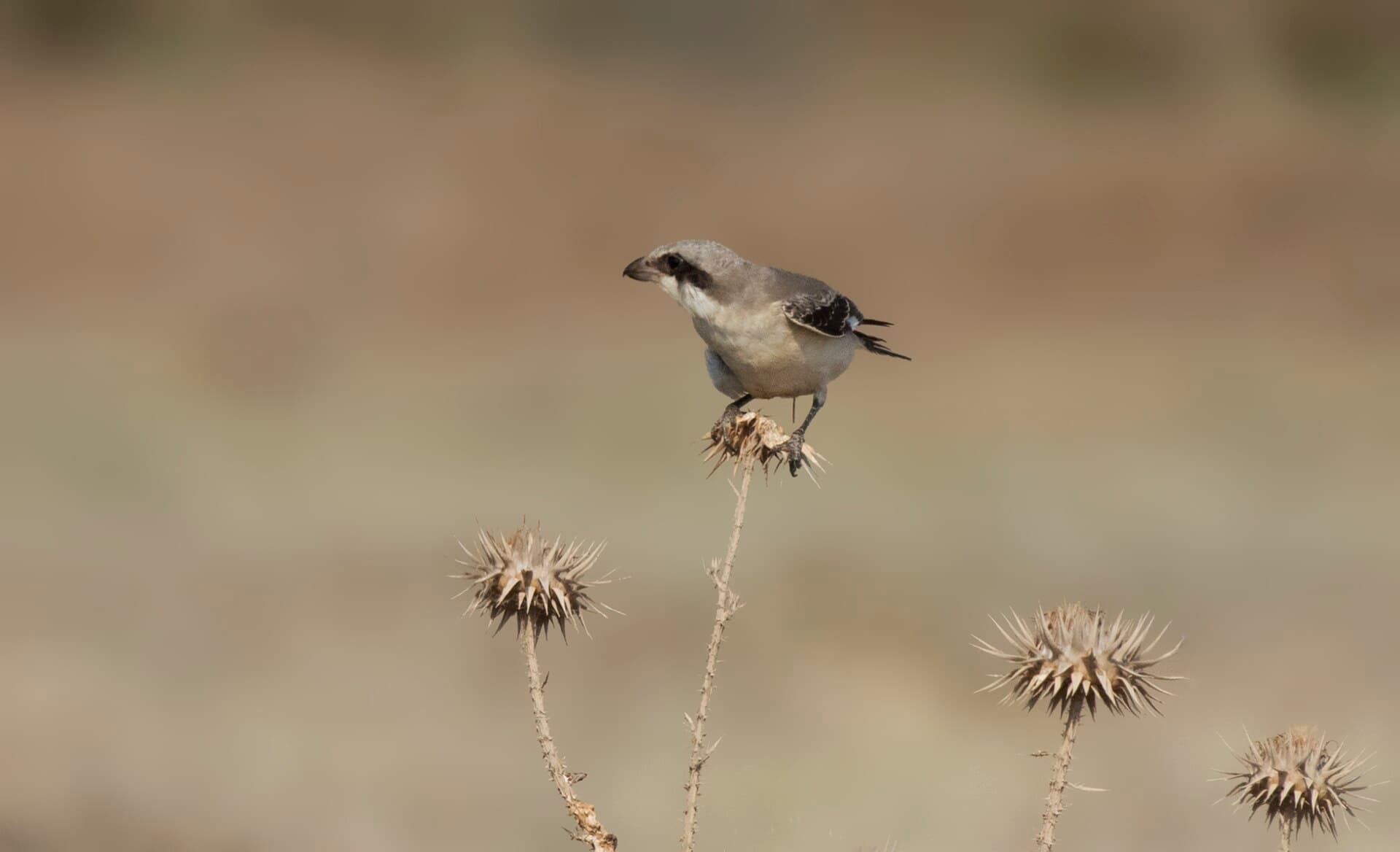 Kleine Klapekster (Lanius minor) - Lanius minor - Lesser Grey Shrike 07
