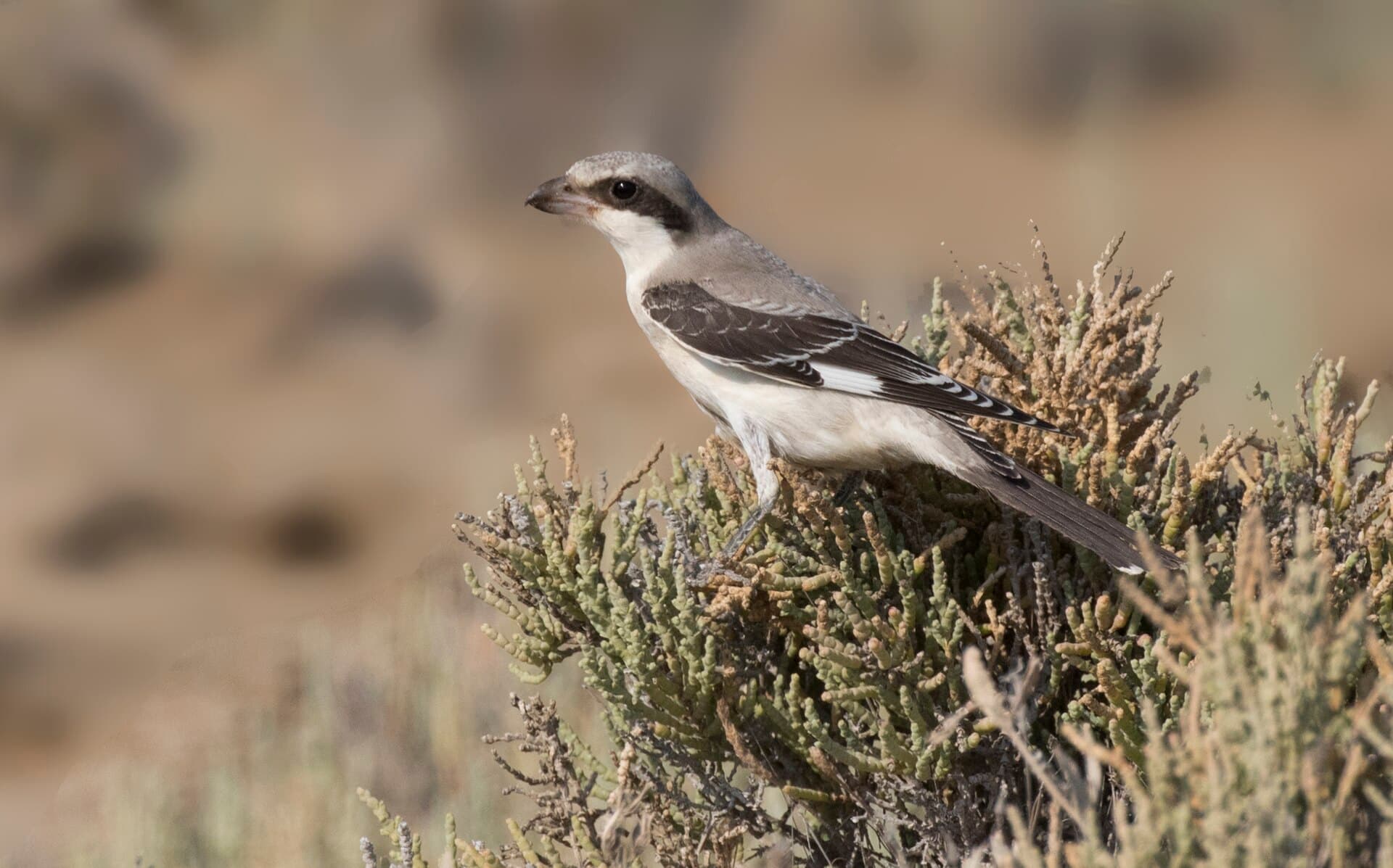 Kleine Klapekster (Lanius minor) - Lanius minor - Lesser Grey Shrike 09