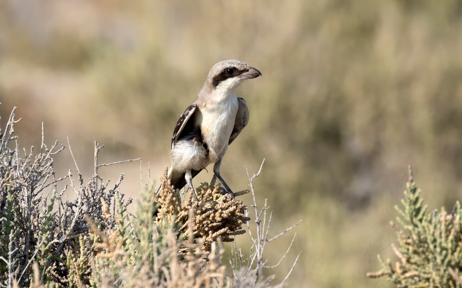 Kleine Klapekster (Lanius minor) - Lanius minor - Lesser Grey Shrike 11