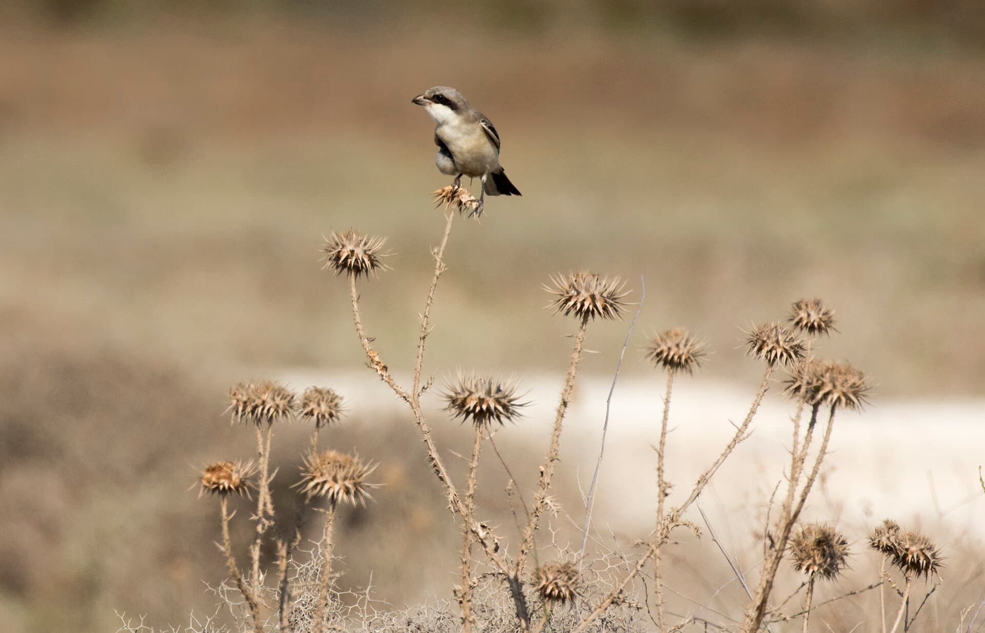 Kleine Klapekster (Lanius minor) - Lanius minor - Lesser Grey Shrike 06