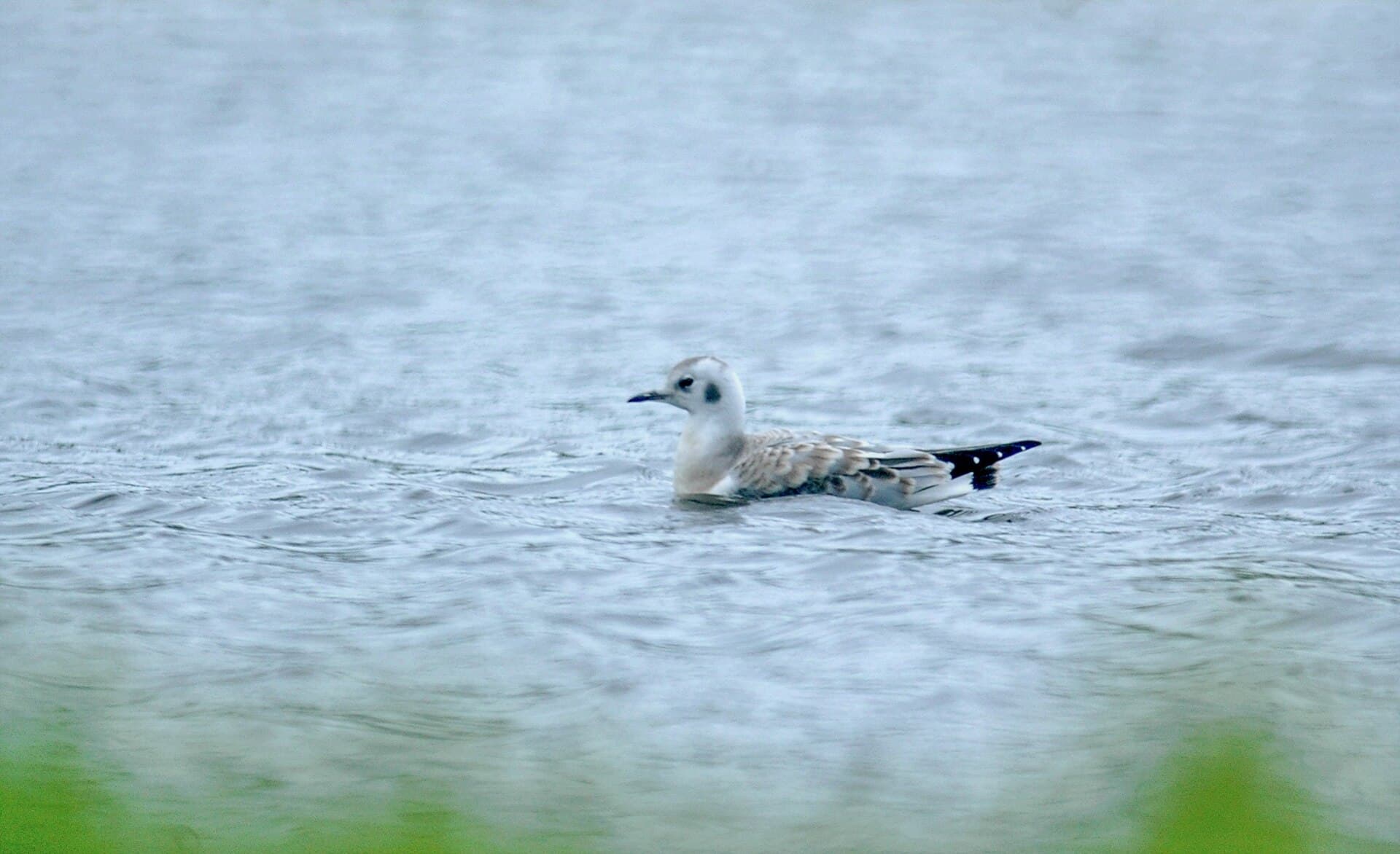 Kleine Kokmeeuw (Chroicocephalus philadelphia) - Bonaparte's gull (Chroicocephalus philadelphia) 2018