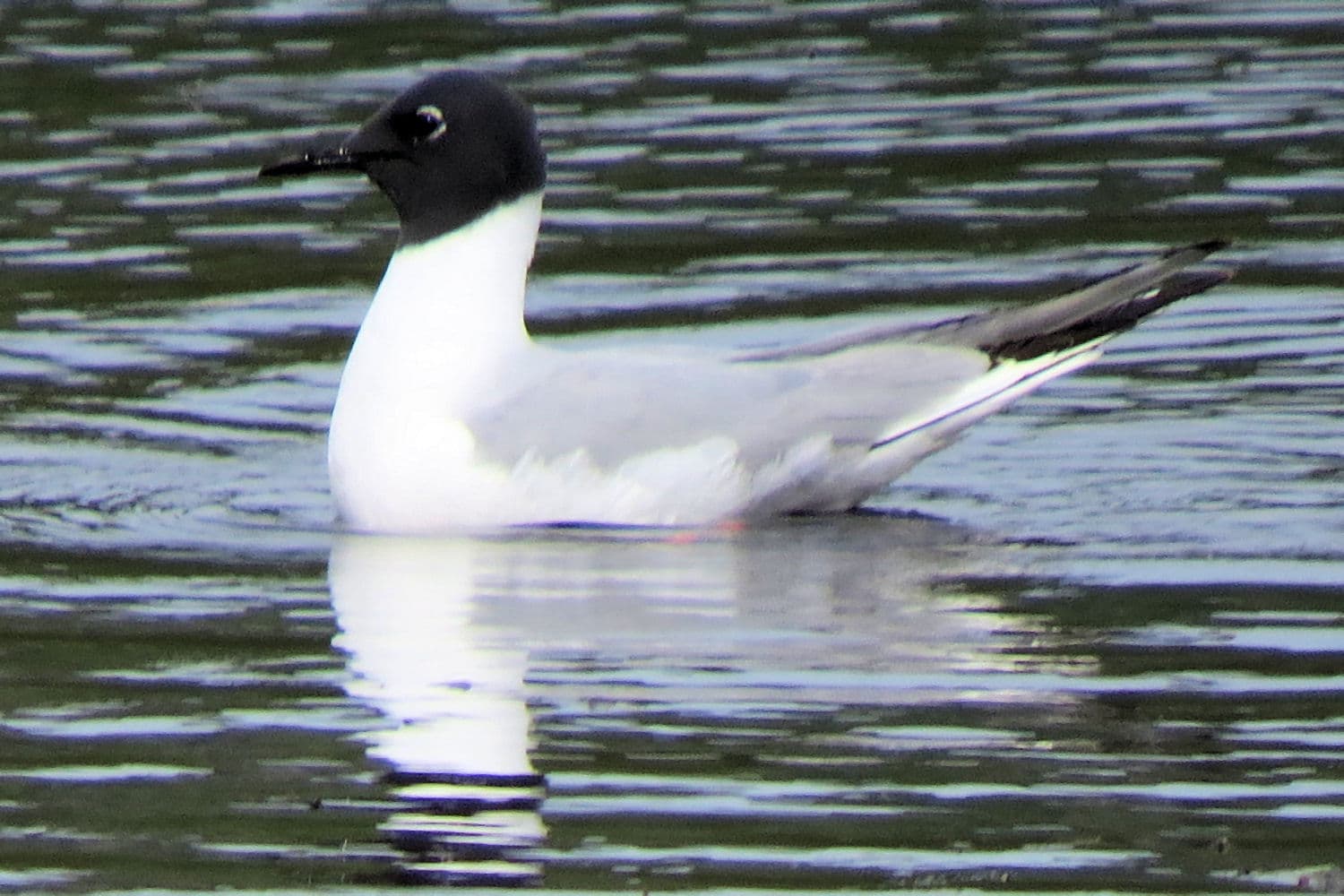 Kleine Kokmeeuw (Chroicocephalus philadelphia) - Bonaparte's Gull, Whitehorse
