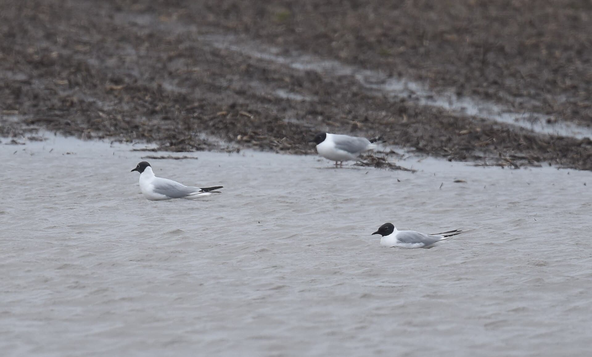 Kleine Kokmeeuw (Chroicocephalus philadelphia) - Bonaparte's on Cora Island Rd (46762620365)