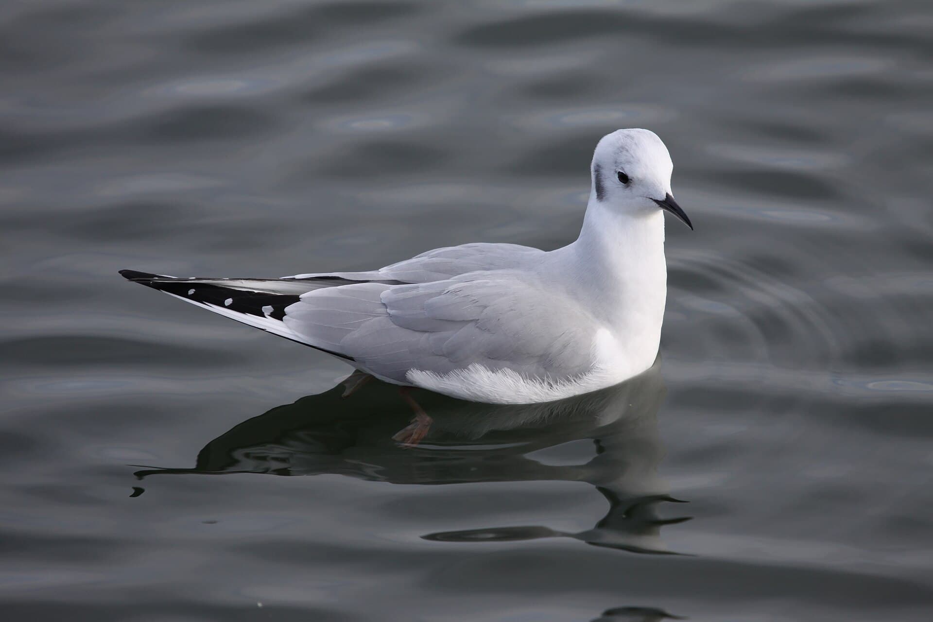 Kleine Kokmeeuw (Chroicocephalus philadelphia) - Chroicocephalus philadelphia