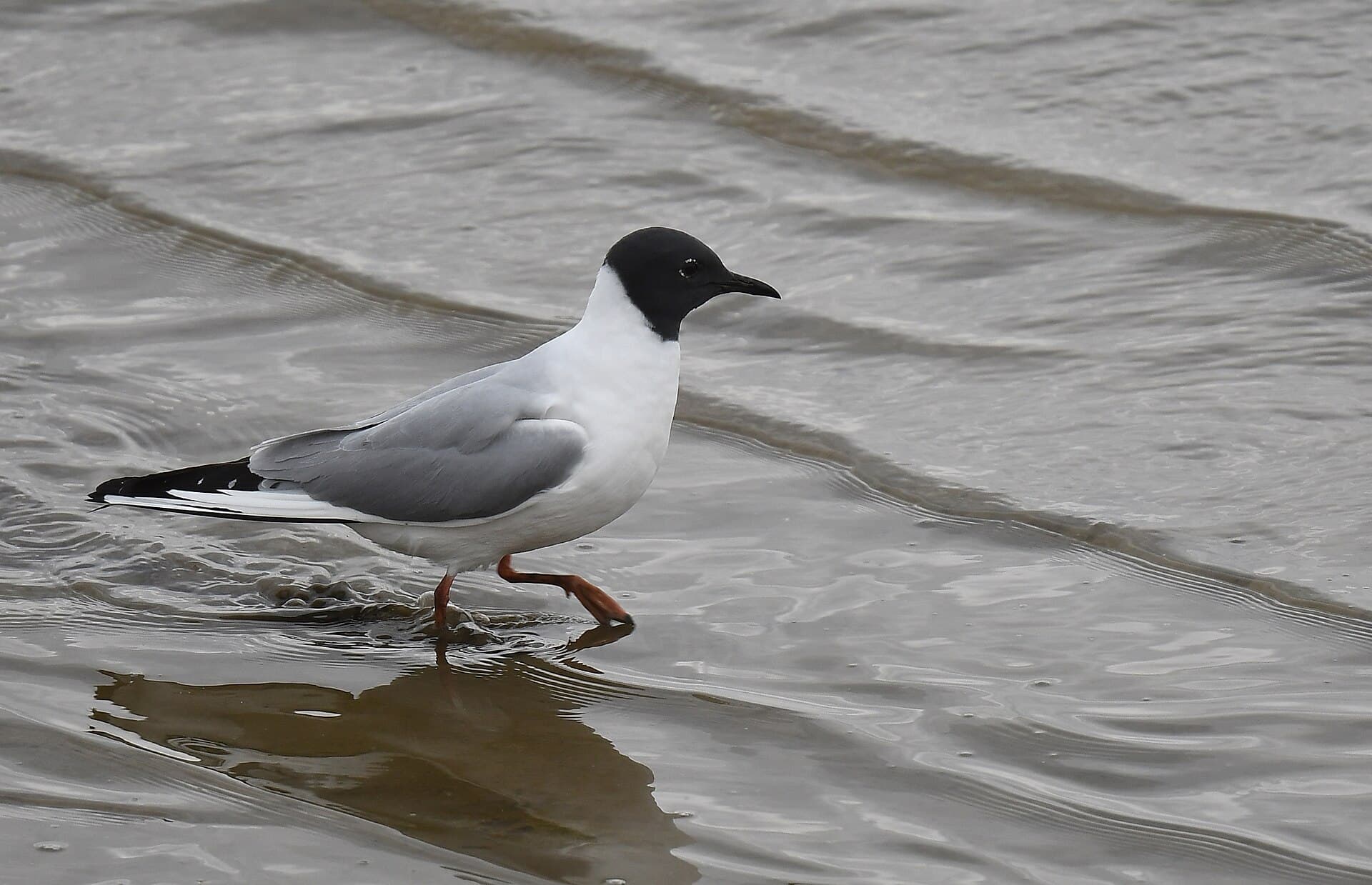 Kleine Kokmeeuw (Chroicocephalus philadelphia) - Bonaparte's Gull in breeding plumage - 52018053598