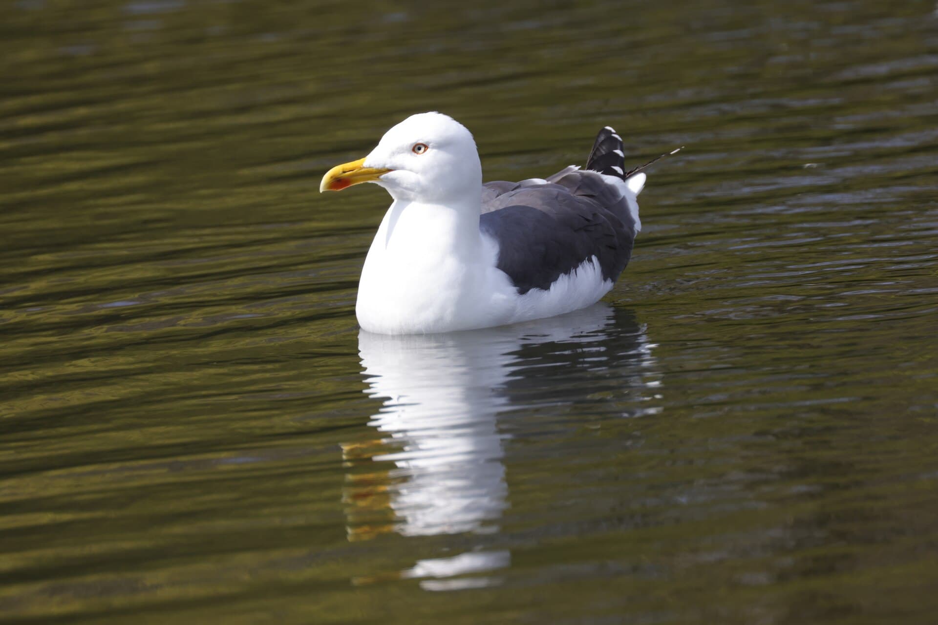 Kleine Mantelmeeuw (Larus fuscus) - Larus fuscus 121151076