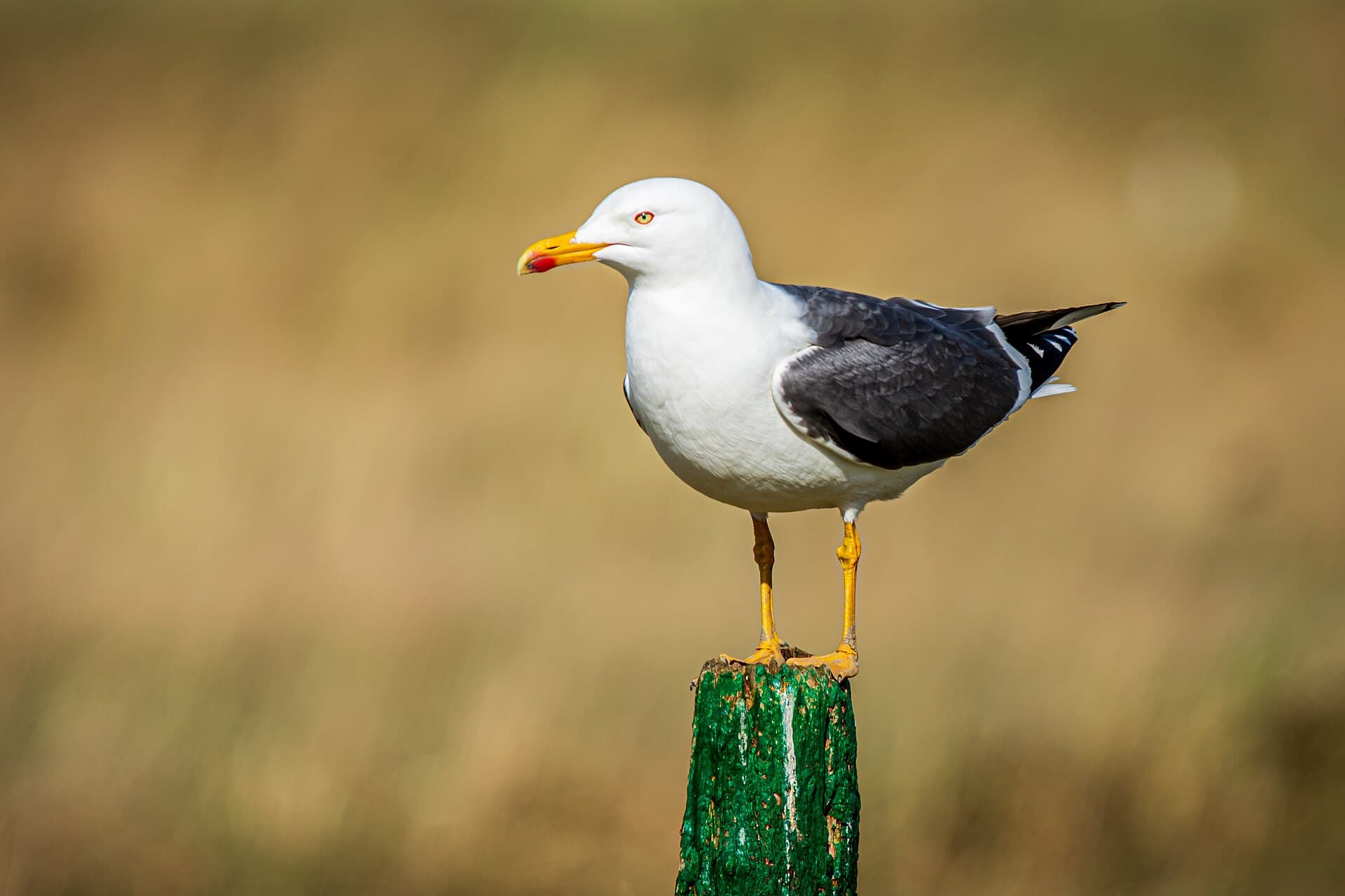 Kleine Mantelmeeuw (Larus fuscus) - Heringsmöwe (larus fuscus) - Spiekeroog, Nationalpark niedersächsisches Wattenmeer