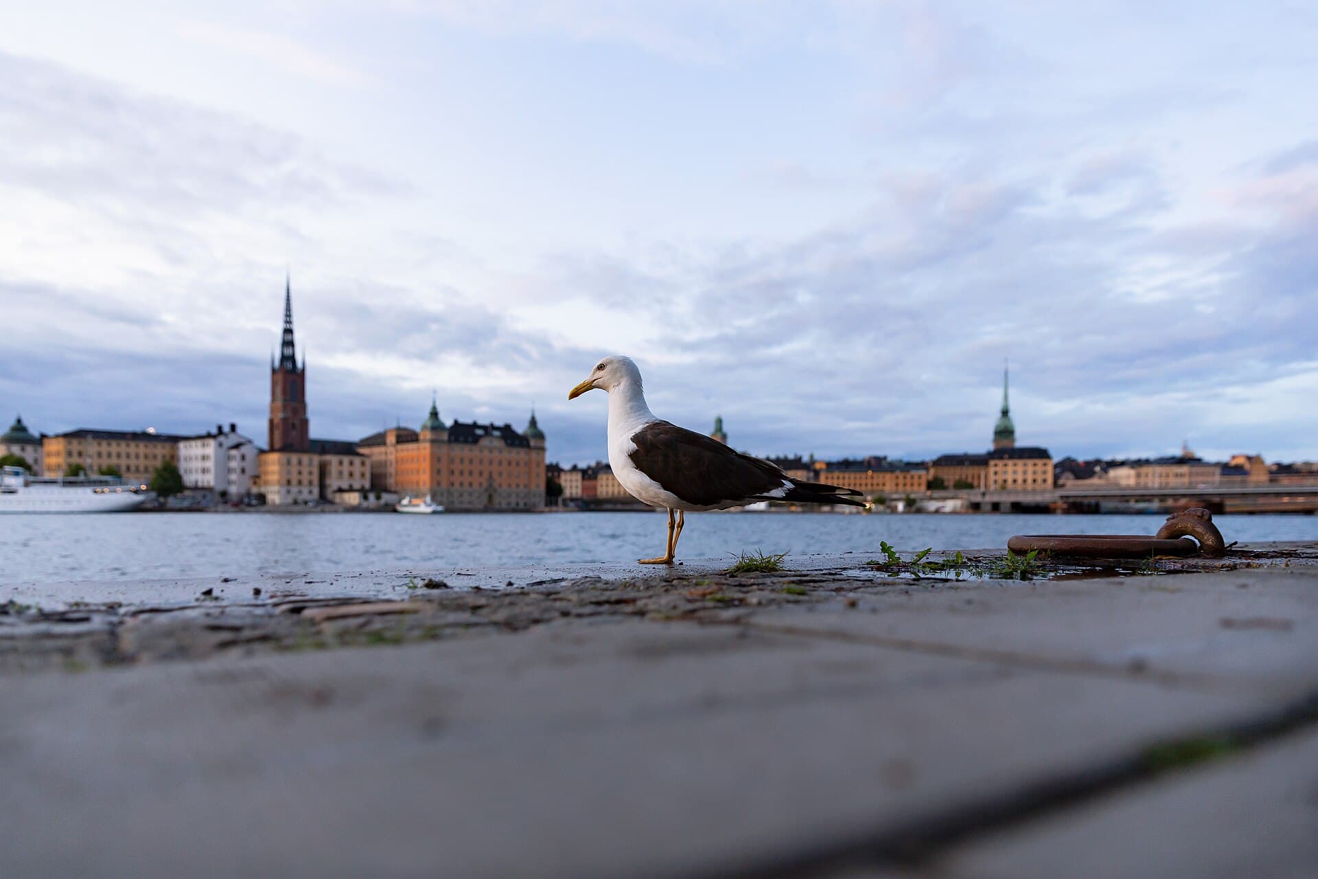 Kleine Mantelmeeuw (Larus fuscus) - Stockholm 2019 08 11 Larus fuscus Riddarfjärden c