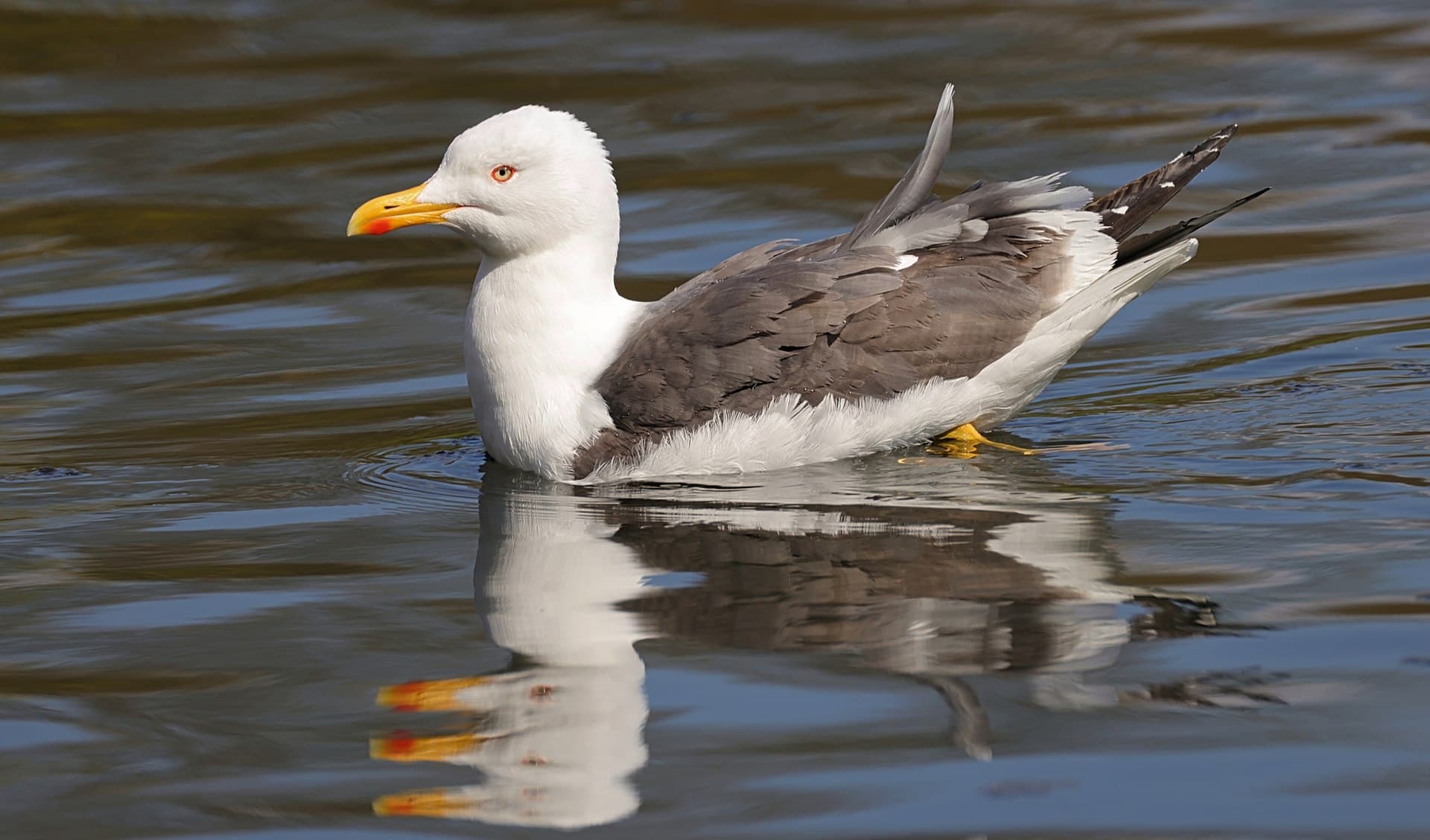 Kleine Mantelmeeuw (Larus fuscus) - Larus fuscus 121279867