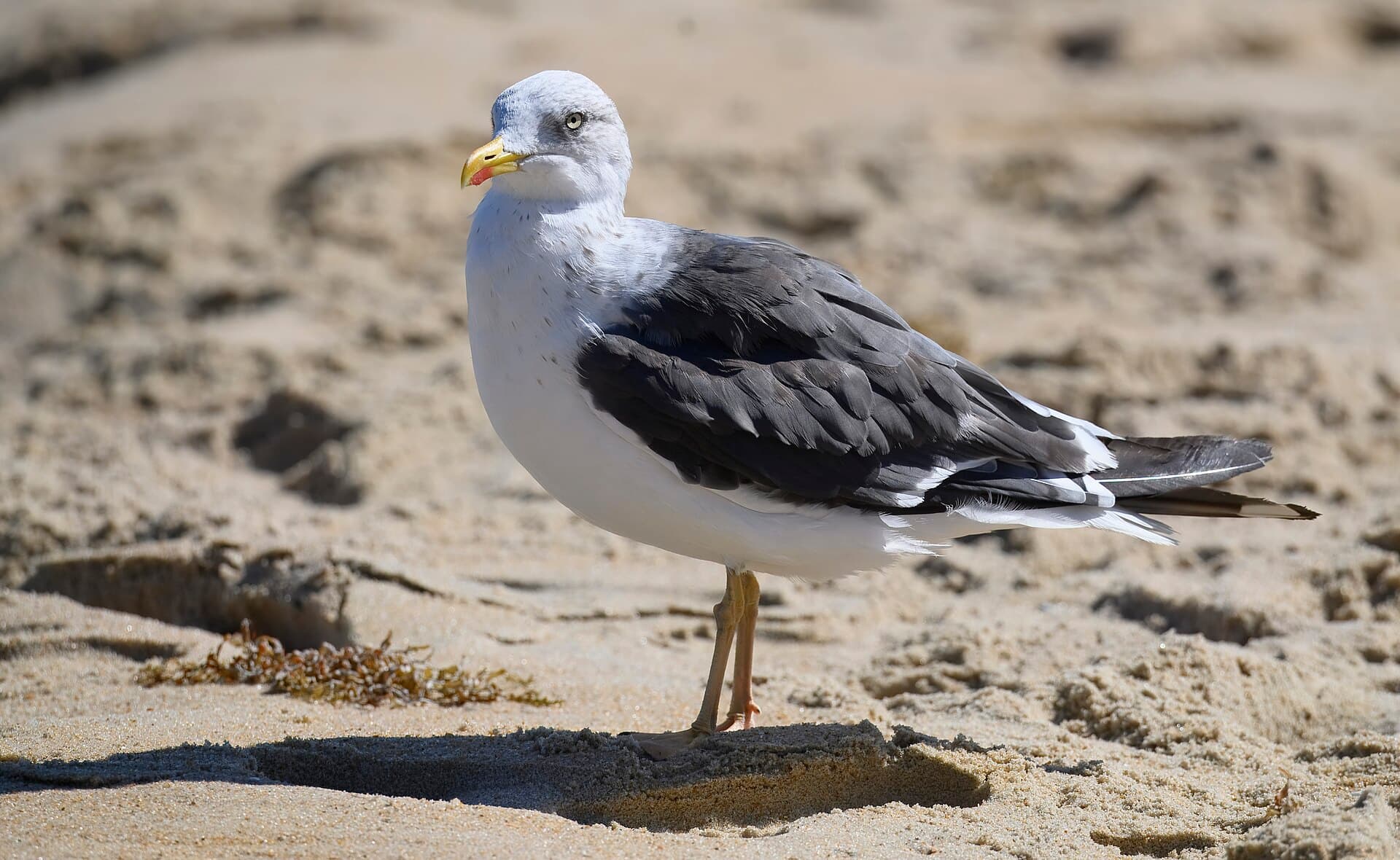 Kleine Mantelmeeuw (Larus fuscus) - Lesser black-backed gull fish heads bar and grill 10.6.24 DSC 1716-topaz-rawdenoise