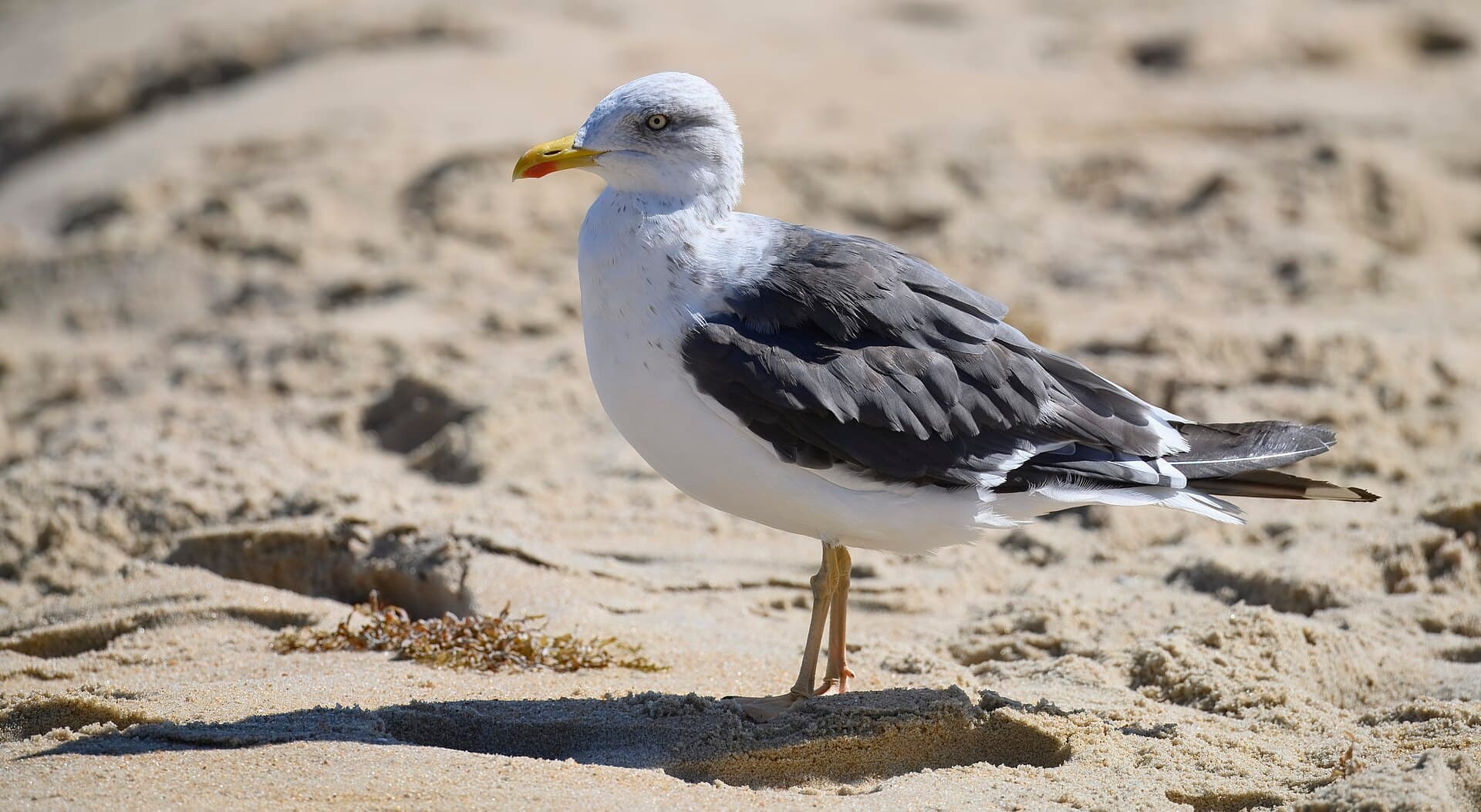 Kleine Mantelmeeuw (Larus fuscus) - Lesser black-backed gull fish heads bar and grill 10.6.24 DSC 1714-topaz-rawdenoise