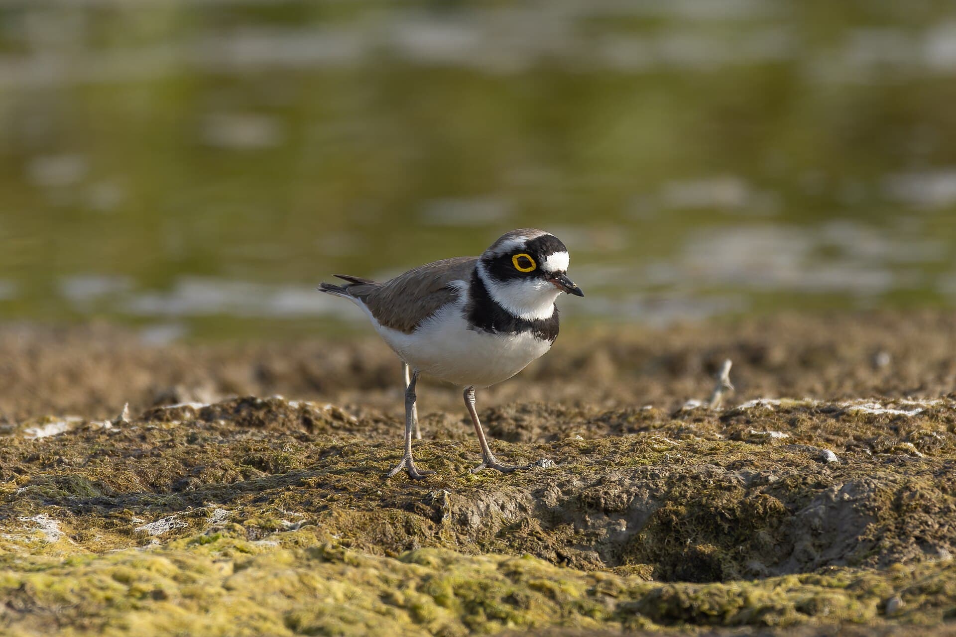 Kleine Plevier (Charadrius dubius) - Little Ringed Plover by Tisha Mukherjee 11