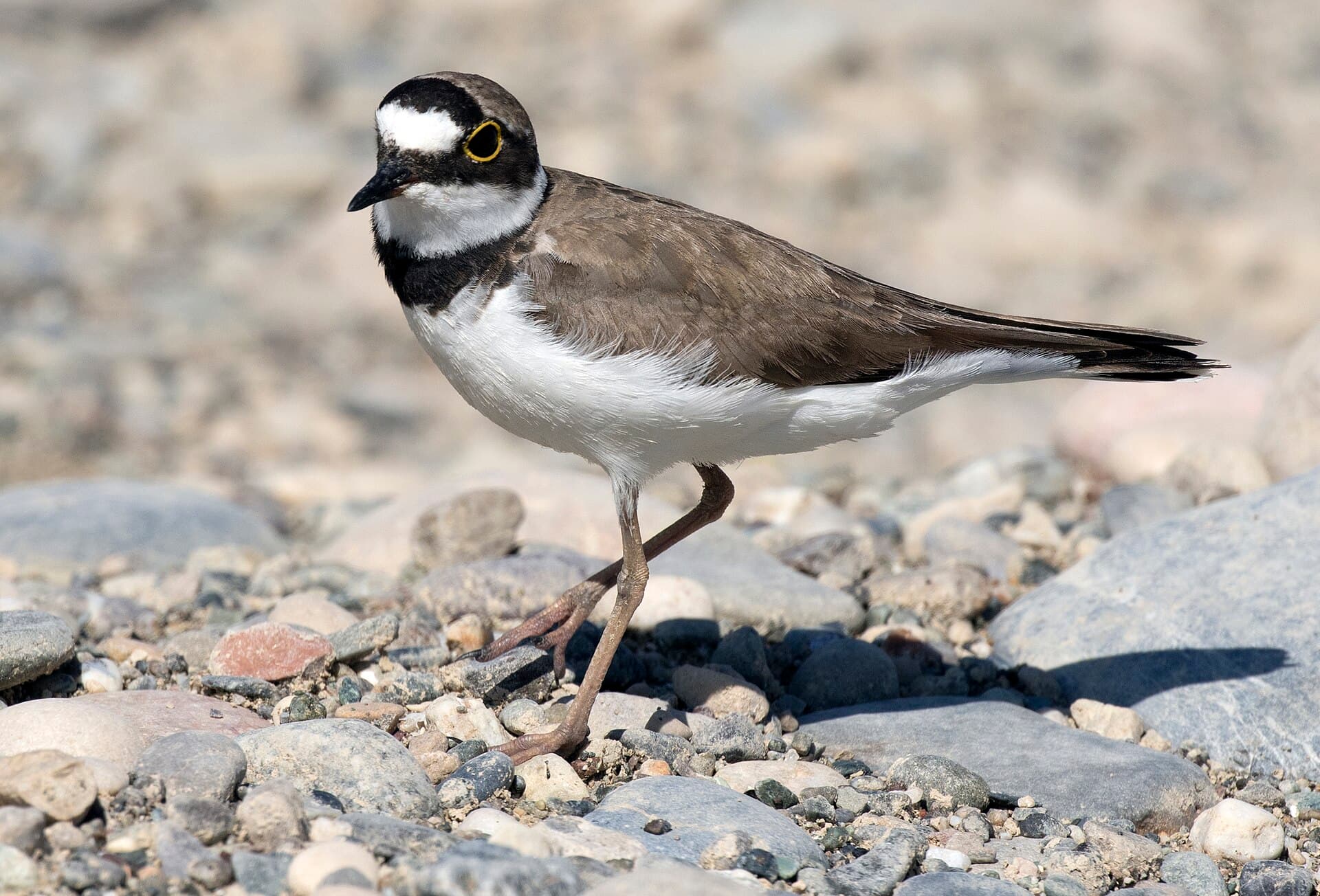 Kleine Plevier (Charadrius dubius) - Charadrius dubius - Little ringed plover 06