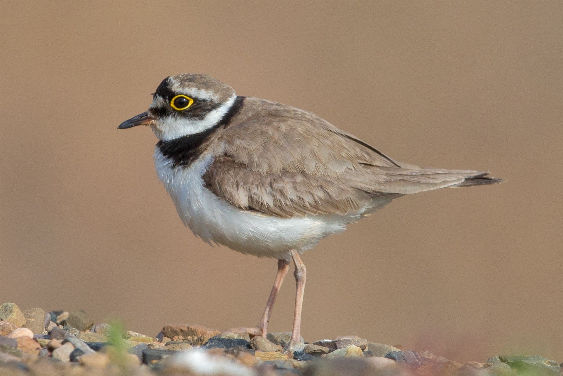 Kleine Plevier (Charadrius dubius) - Flussregenpfeifer Little ringed plover