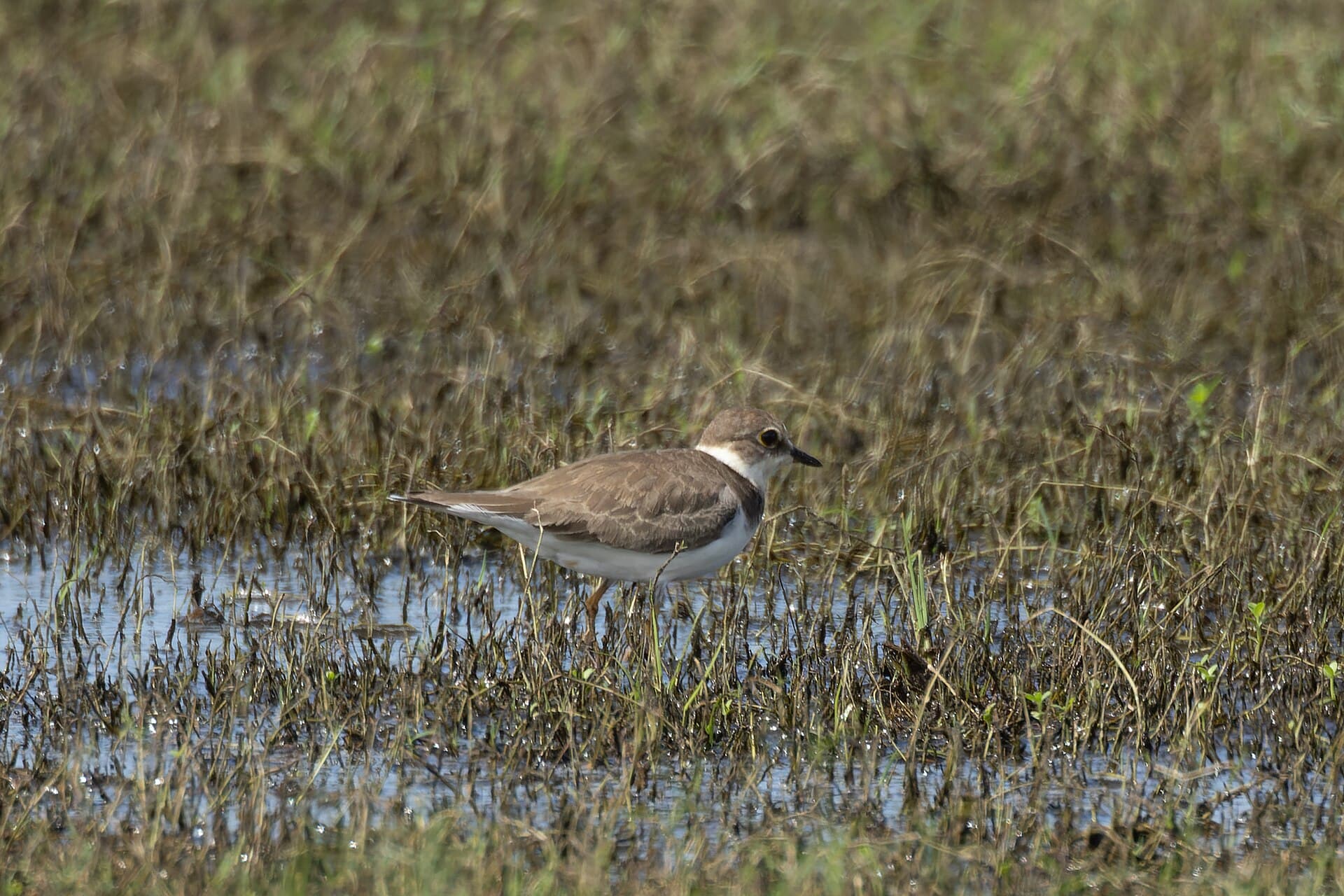 Kleine Plevier (Charadrius dubius) - Little ringed plover by Tisha Mukherjee 01