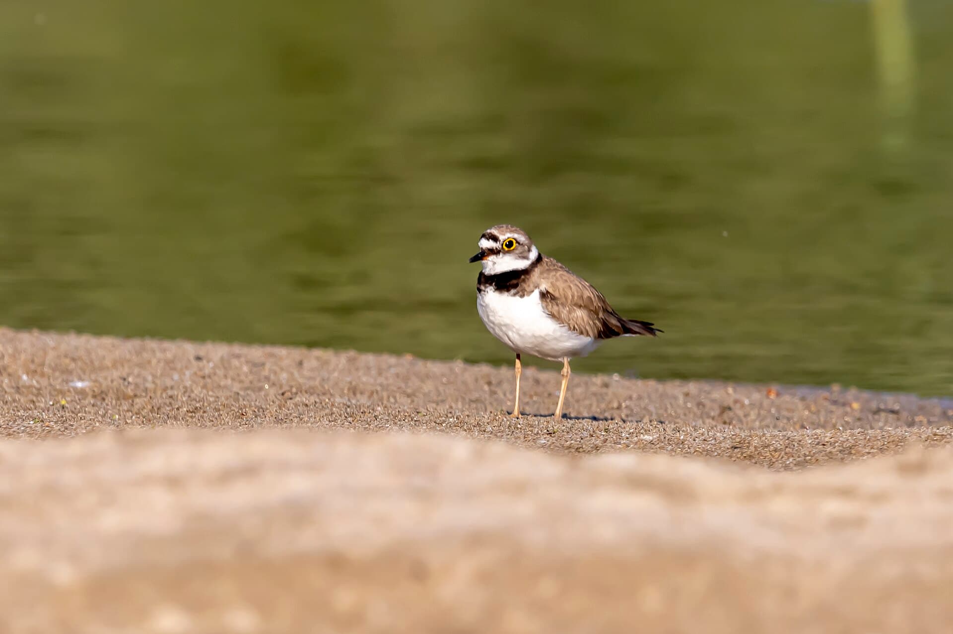 Kleine Plevier (Charadrius dubius) - Пойма Иртыша птичка 3