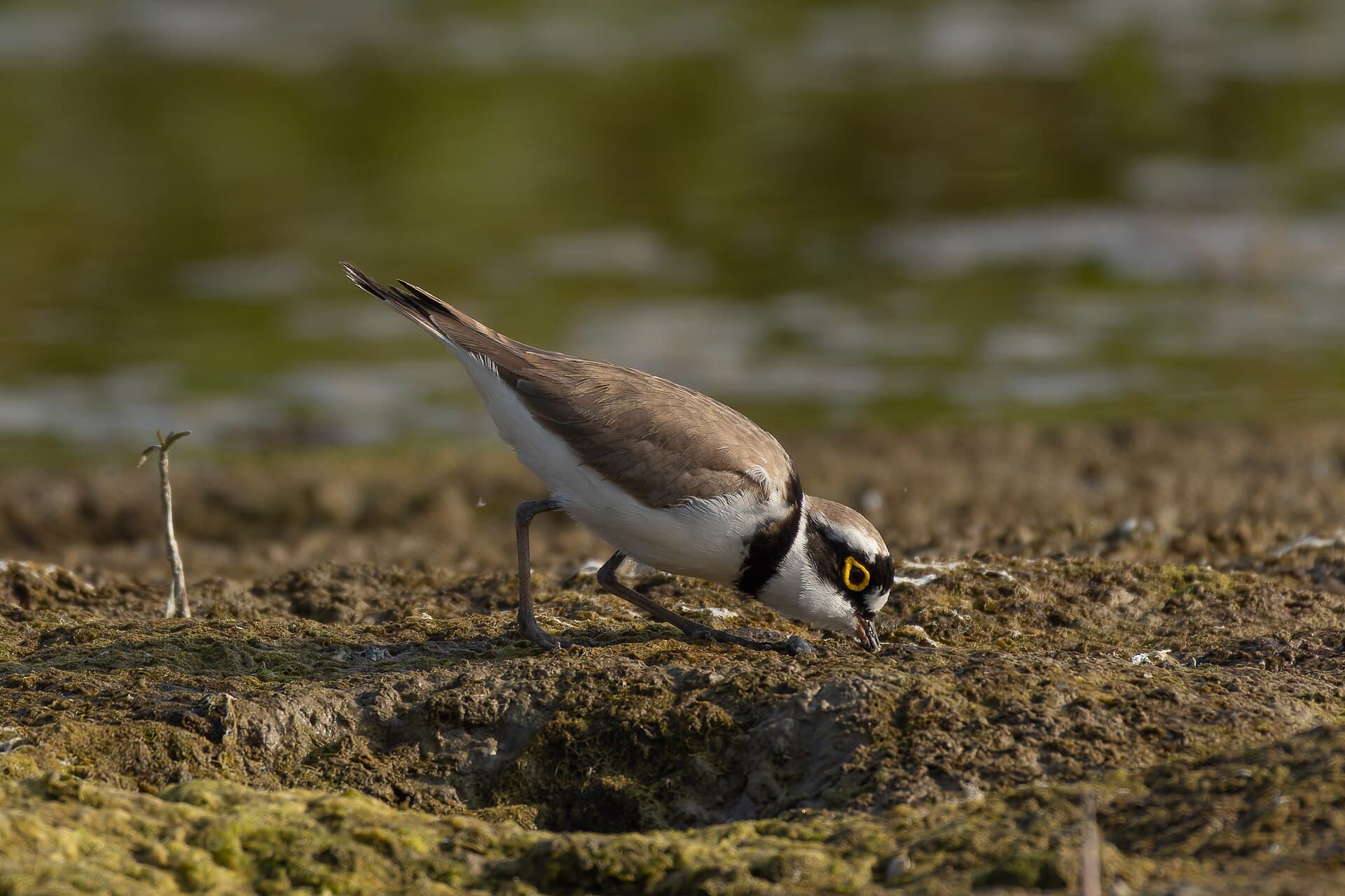 Kleine Plevier (Charadrius dubius) - Little Ringed Plover by Tisha Mukherjee 13