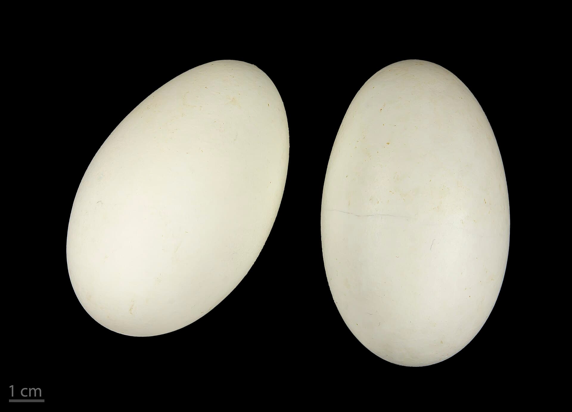 Kleine Rietgans (Anser brachyrhynchus) - Anser brachyrhynchus MHNT.ZOO.2010.11.13.3