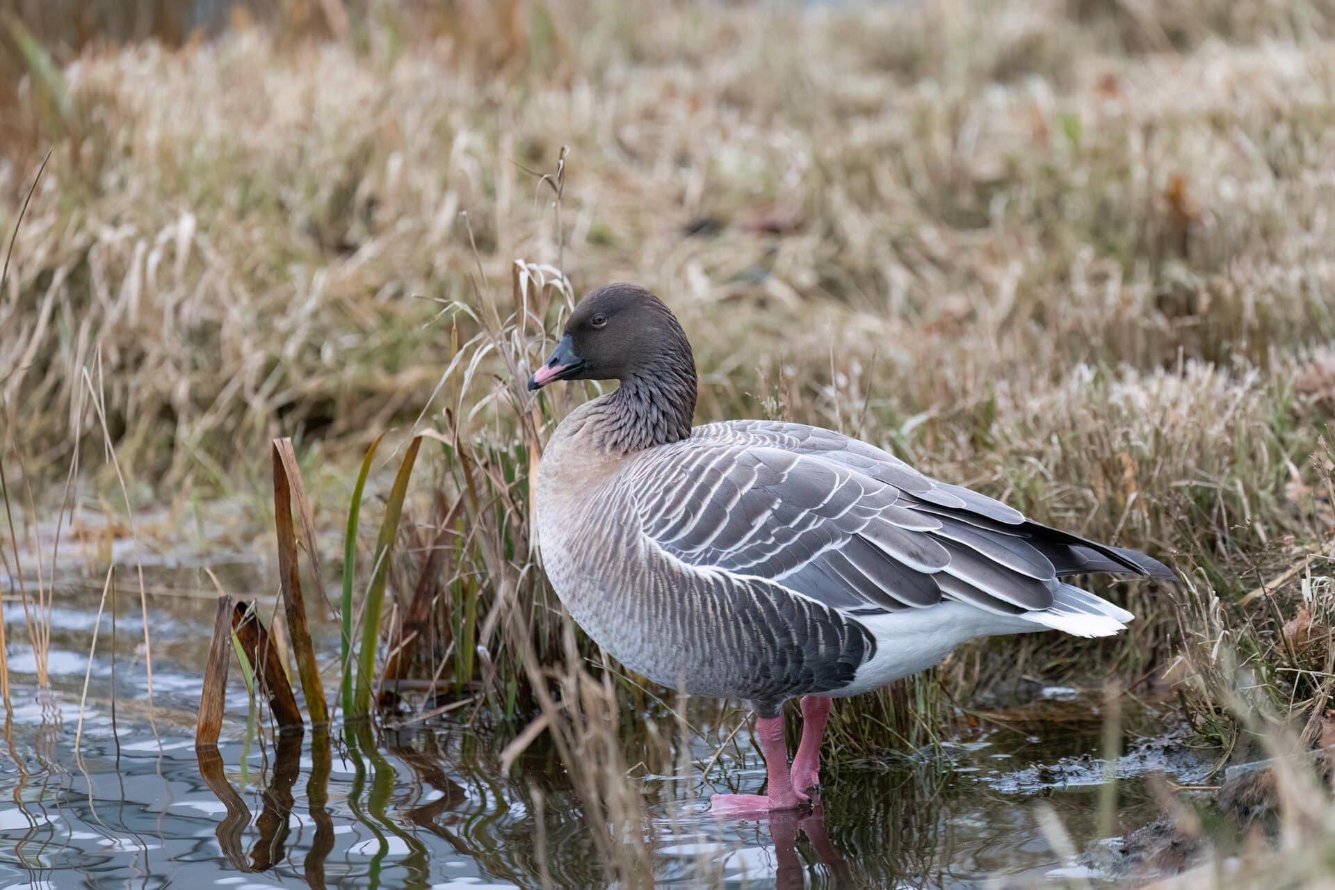 Kleine Rietgans (Anser brachyrhynchus) - Anser brachyrhynchus 336055111