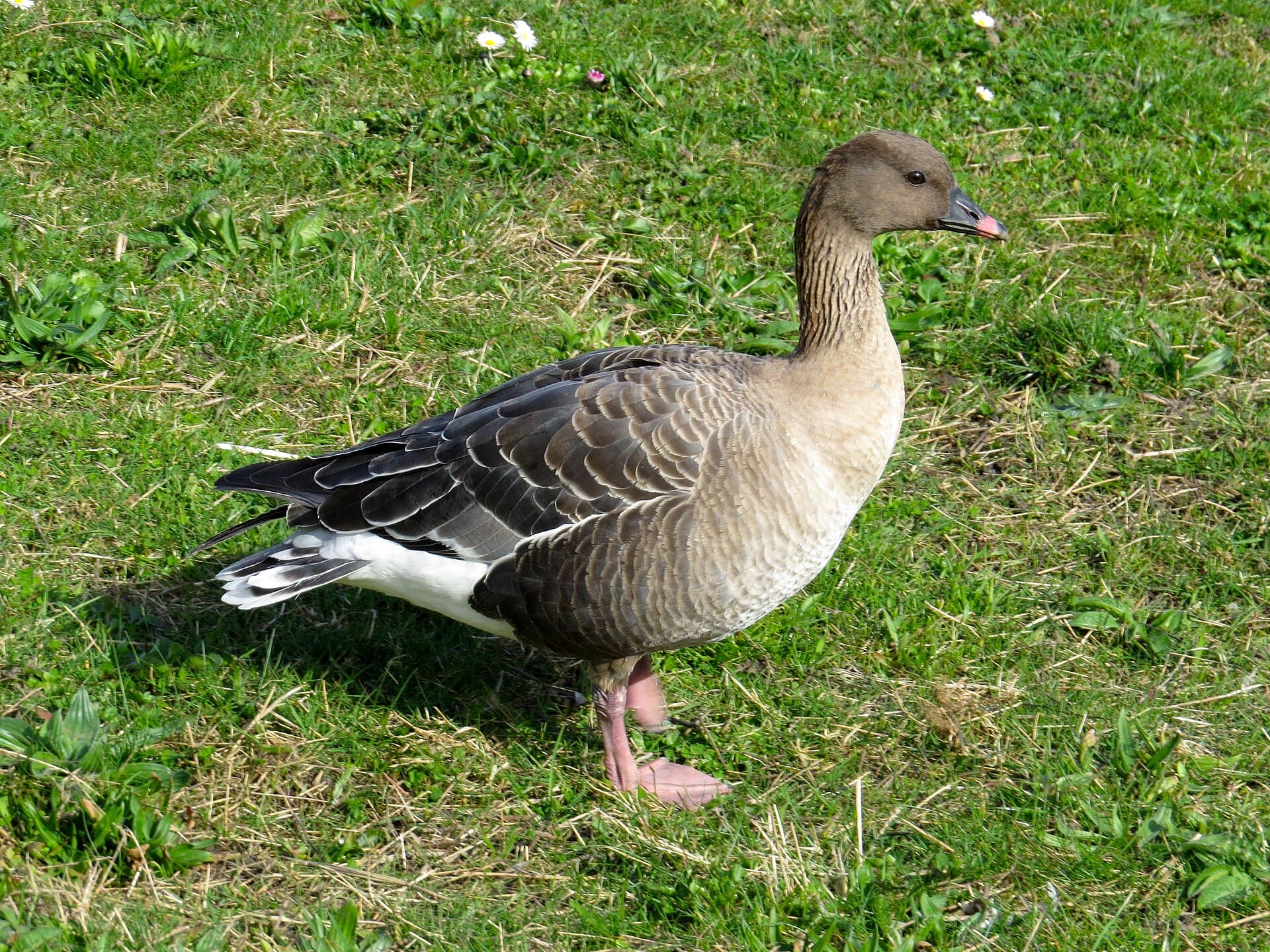 Kleine Rietgans (Anser brachyrhynchus) - 2019-03-25 Anser brachyrhynchus, Killingworth Lake, Northumberland 1