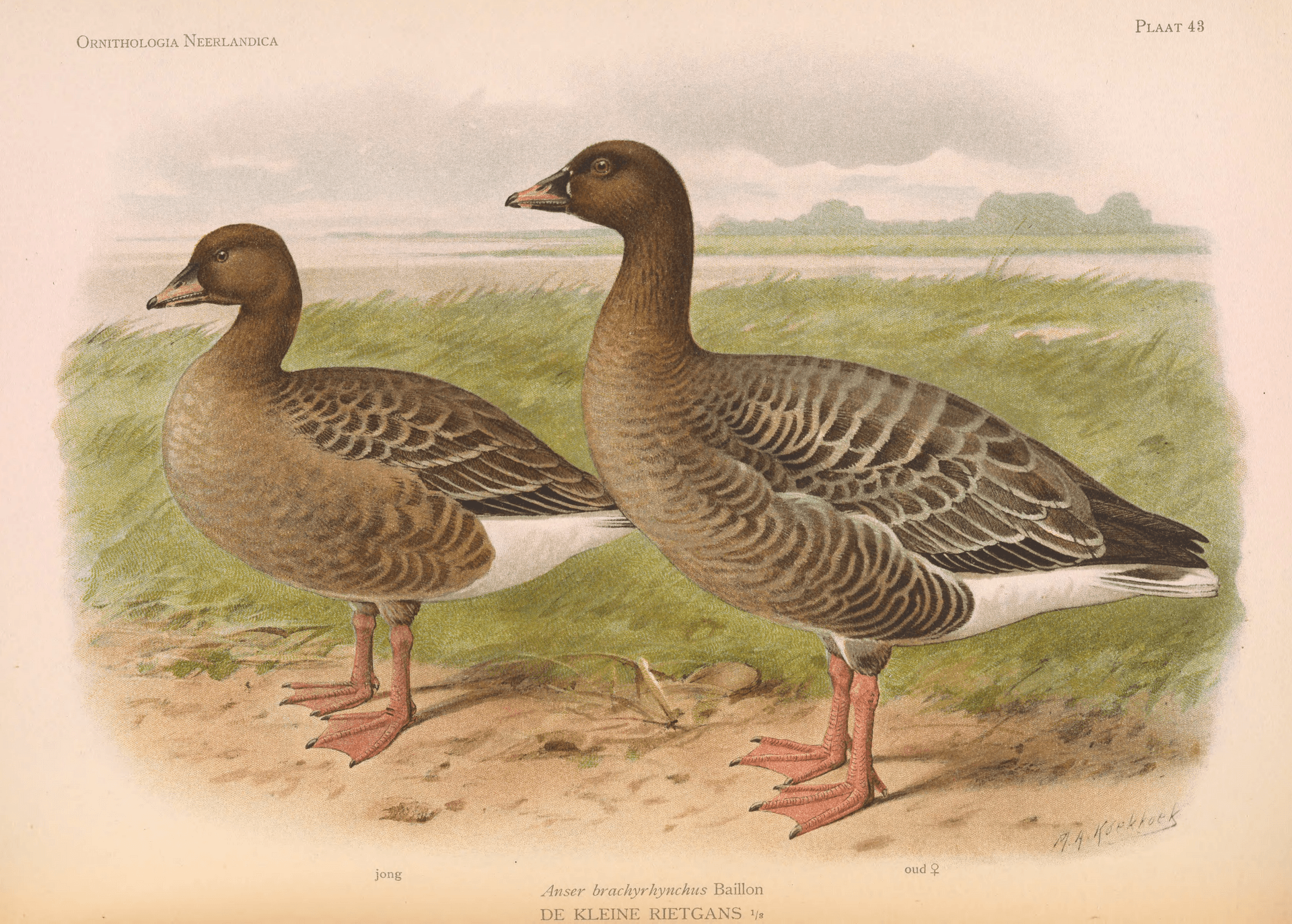 Kleine Rietgans (Anser brachyrhynchus) - OrnithologiaNeerlandica01Pl43