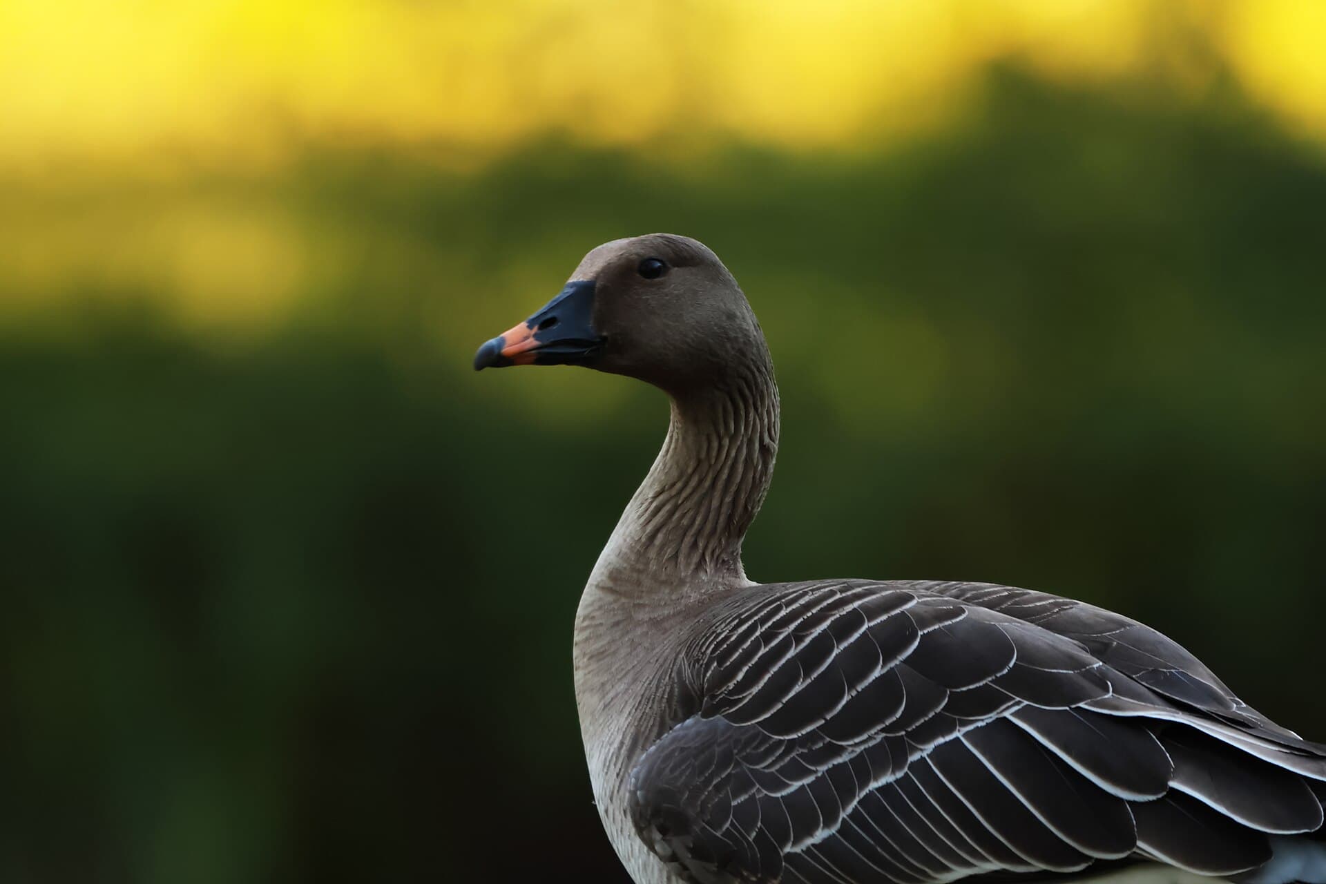Kleine Rietgans (Anser brachyrhynchus) - Anser brachyrhynchus Naturschutzgebiet Zülowgrabenniederung 11.05.25