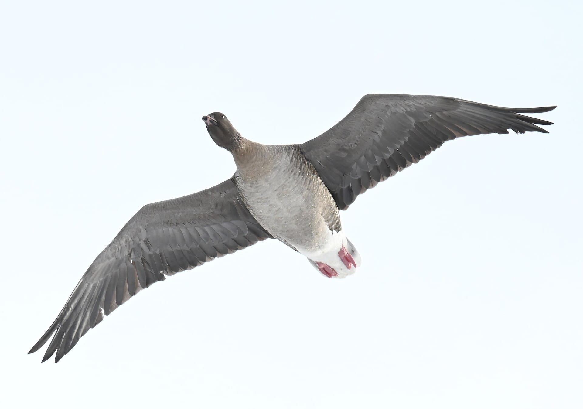 Kleine Rietgans (Anser brachyrhynchus) - Pink-footed goose Norway 5.2.24